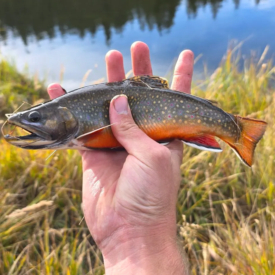 Brook trout caught on Fishbrain