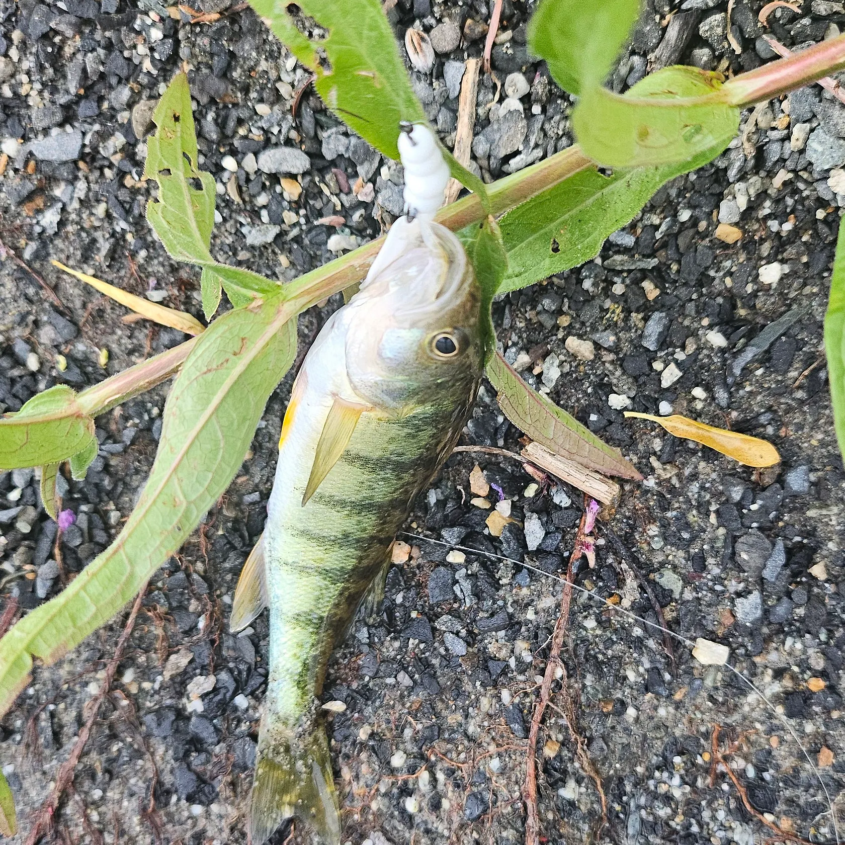 Yellow perch caught on Fishbrain