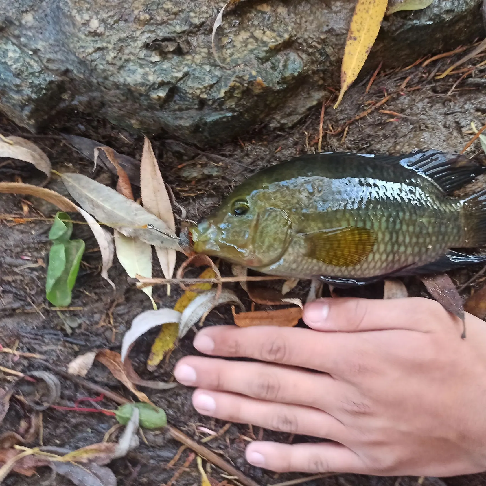 The most recent Chanchita catches on Fishbrain