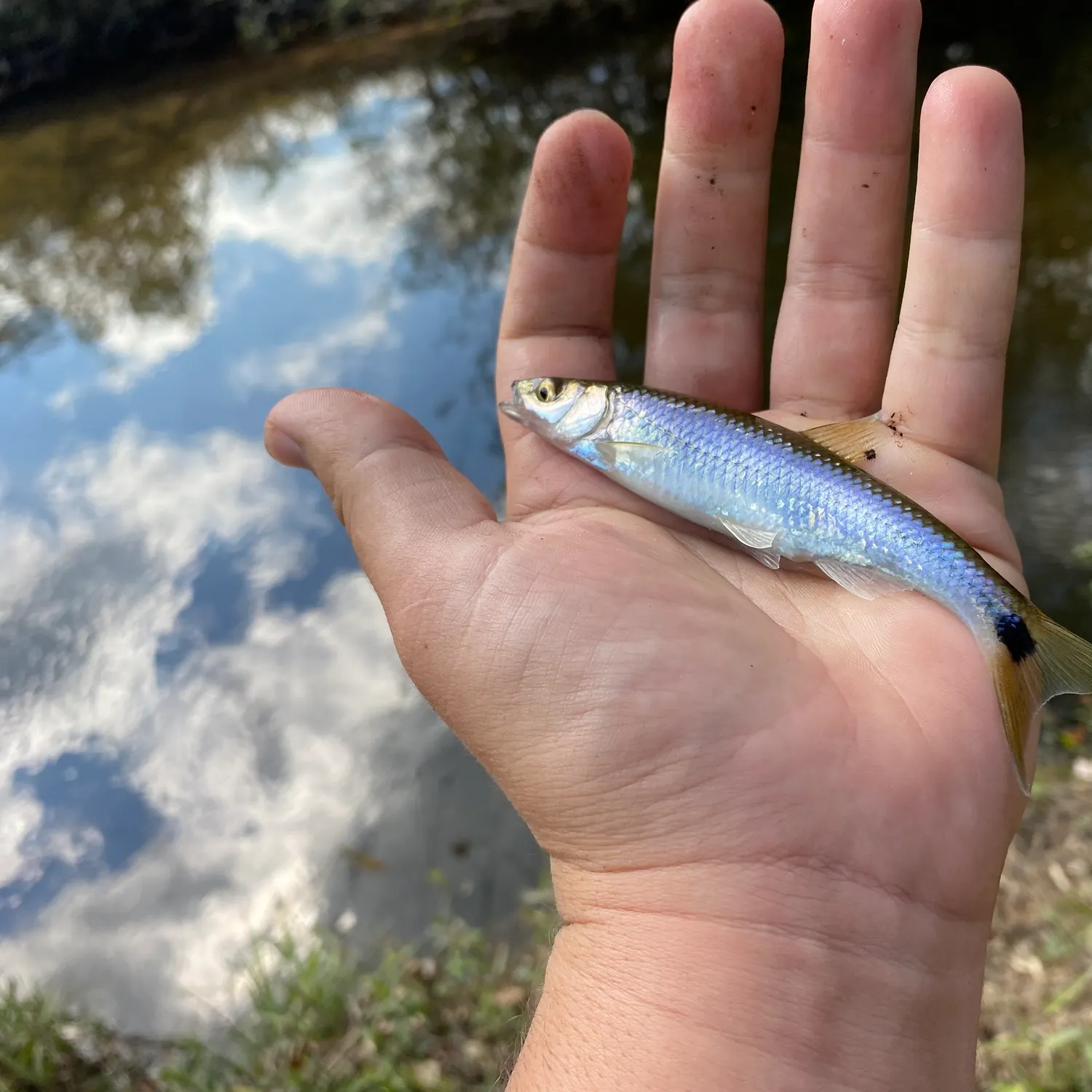 The most recent Spottail shiner catches on Fishbrain
