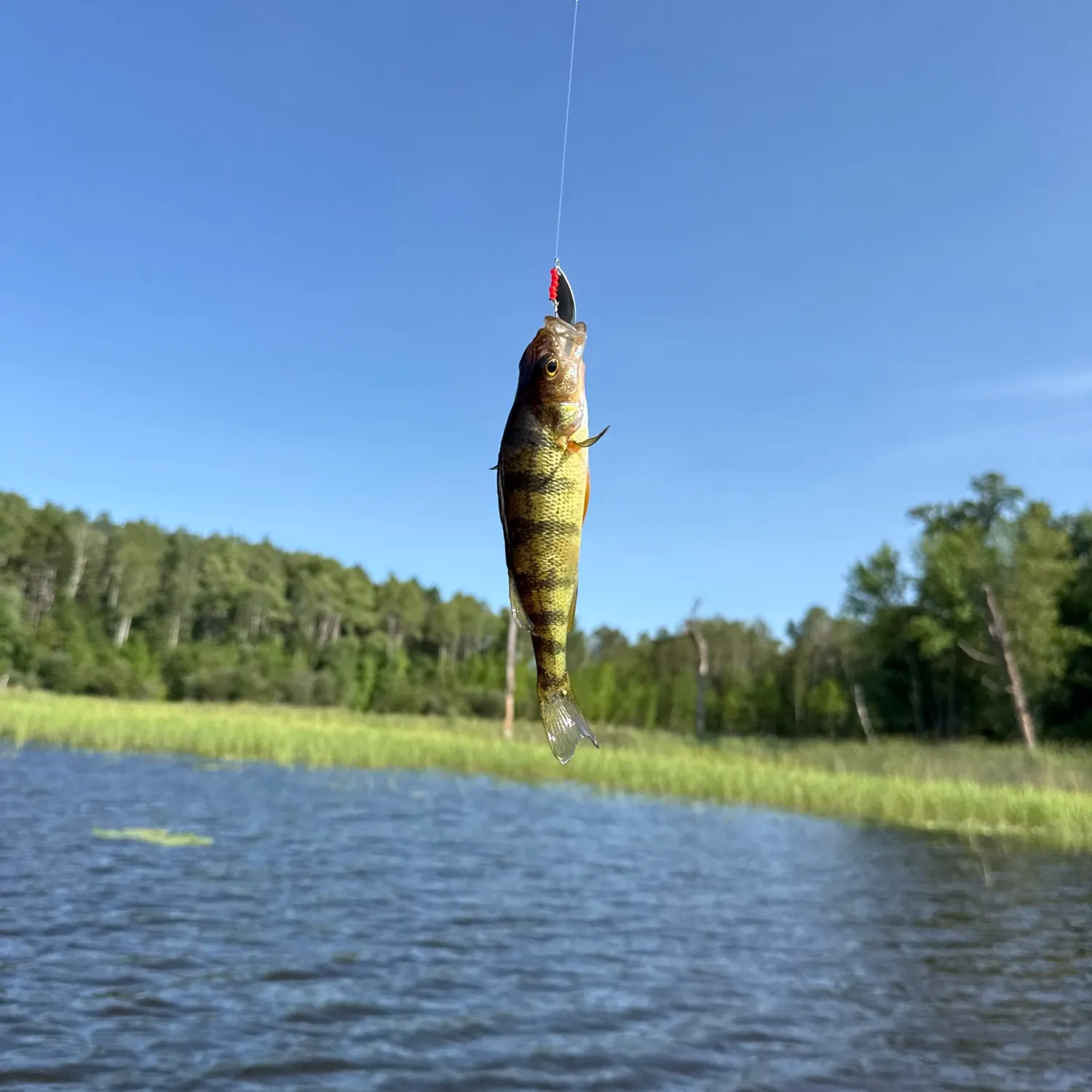 Yellow perch caught on Fishbrain