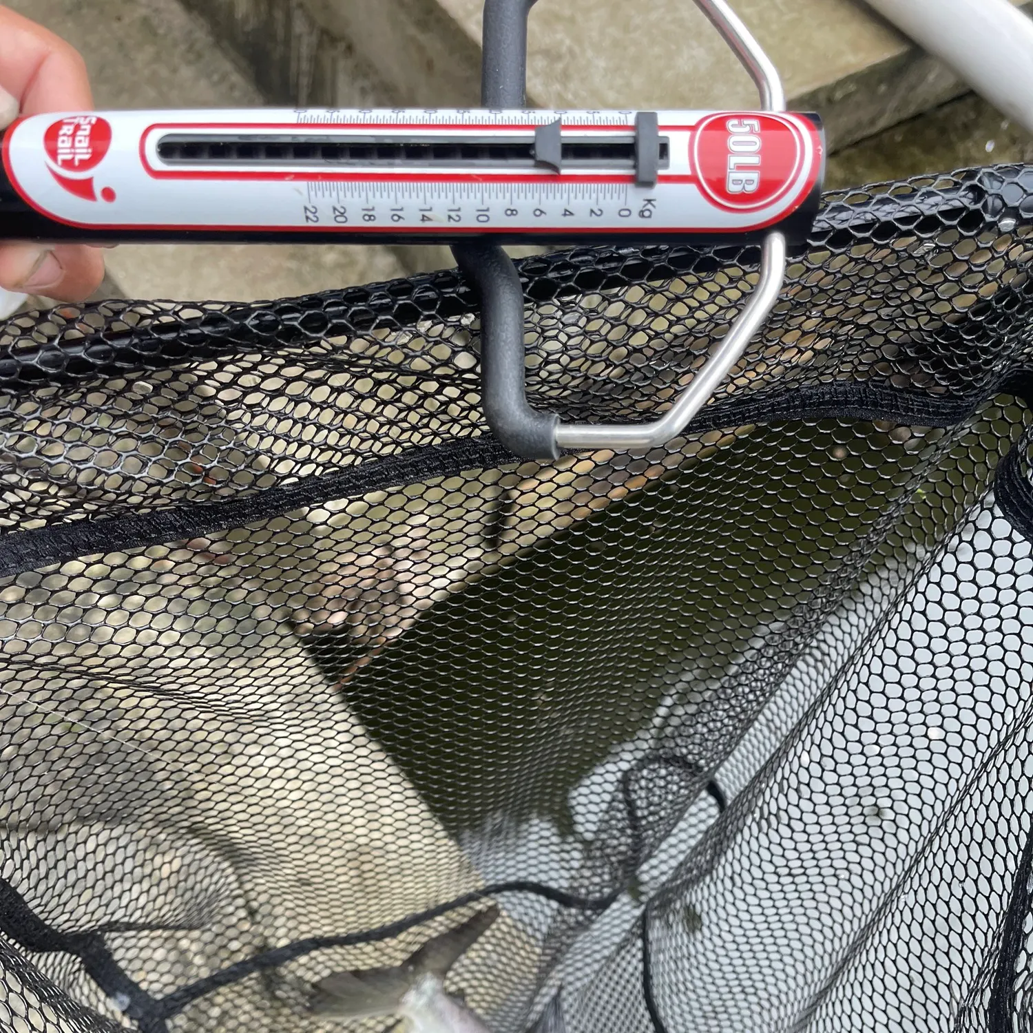 The most recent Small-scaled pacu catches on Fishbrain