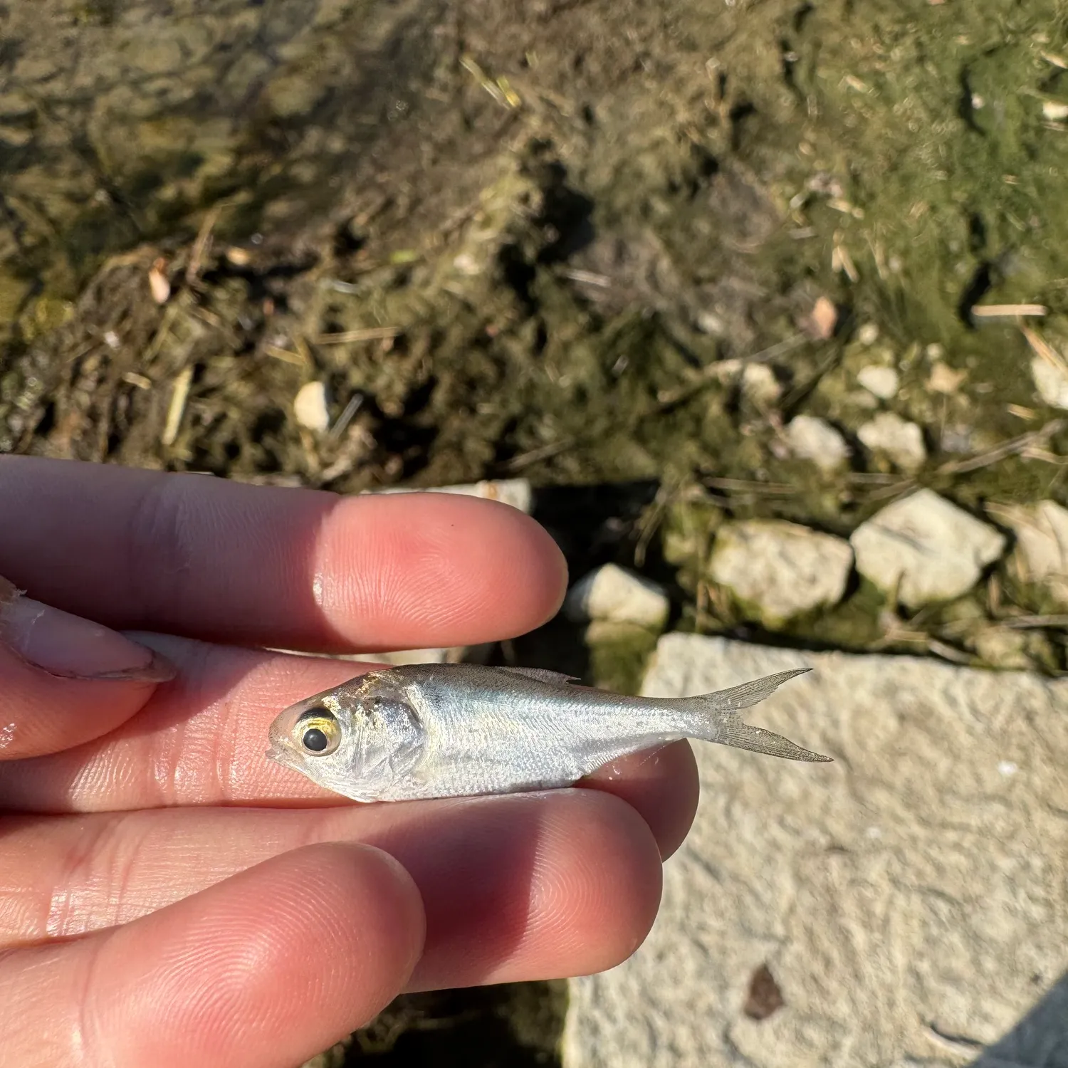 American gizzard shad caught on Fishbrain