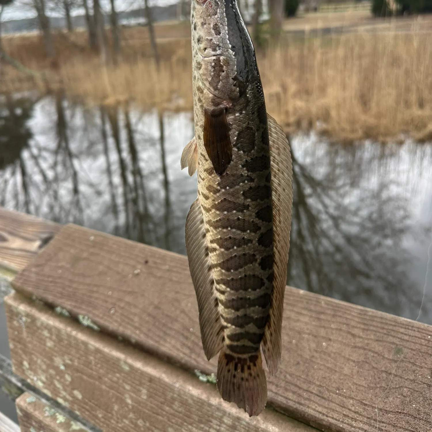 The most recent Northern snakehead catches on Fishbrain
