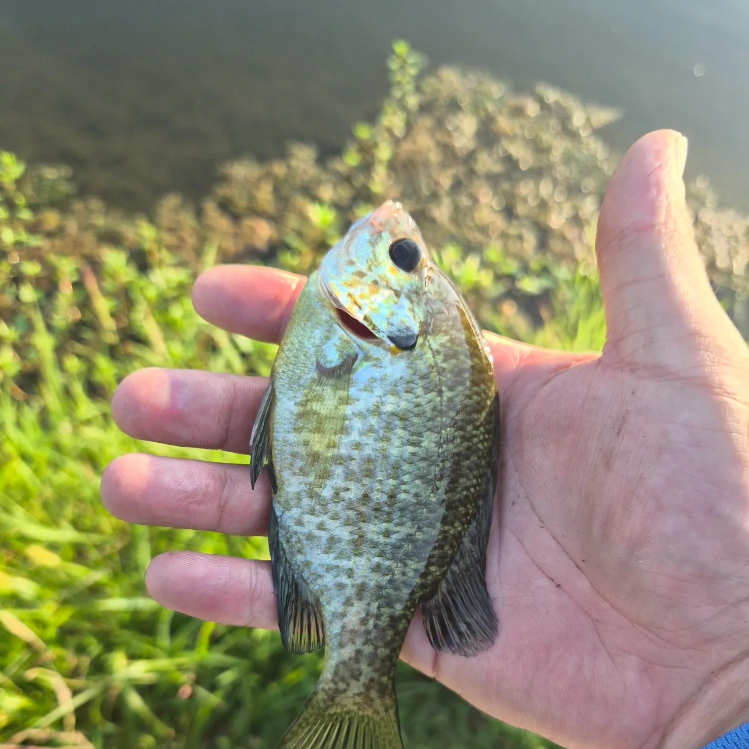 Bluegill caught on Fishbrain