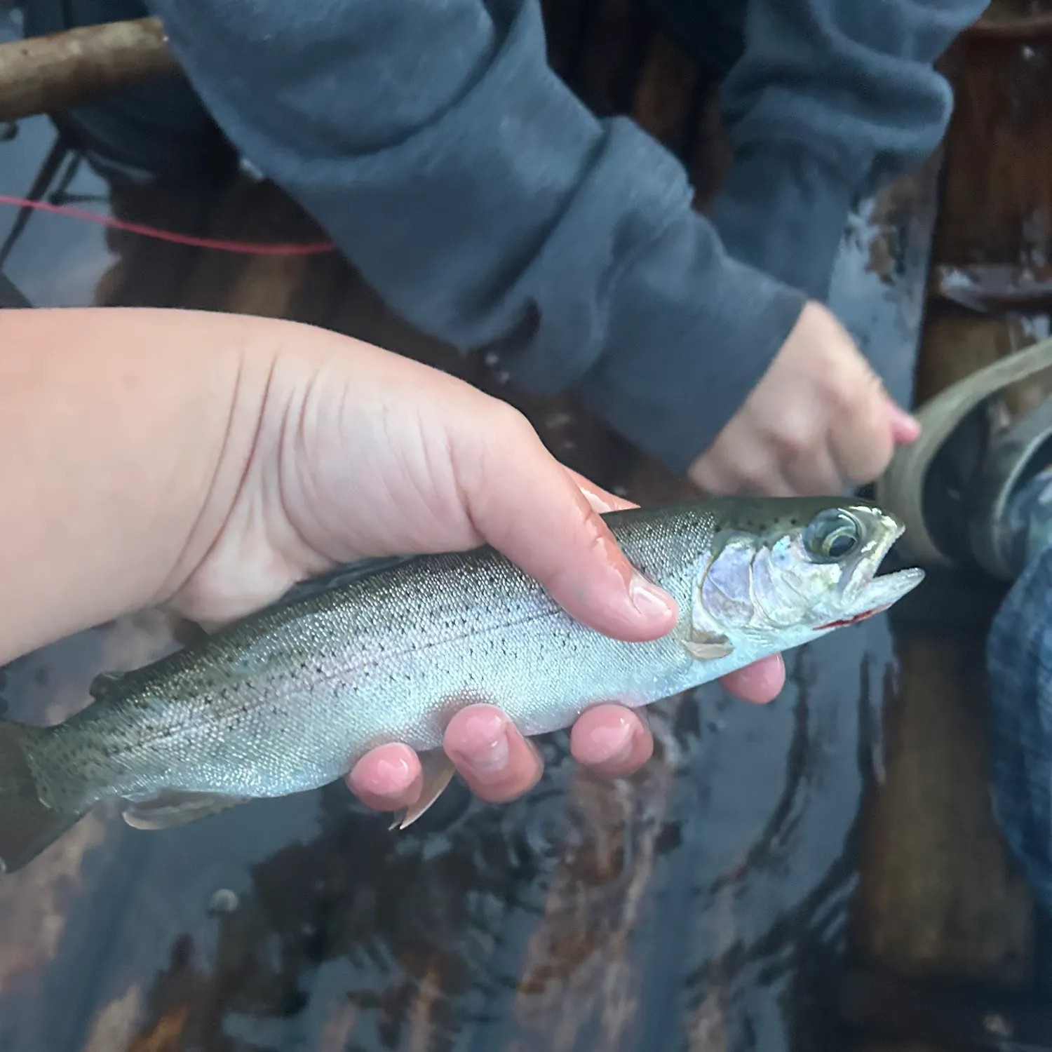 Rainbow trout caught on Fishbrain