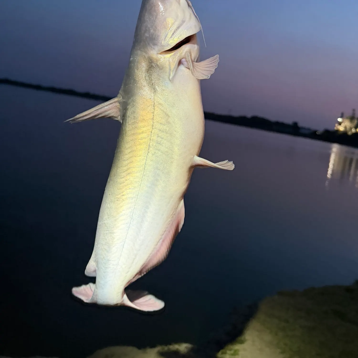The most recent Blue catfish catches on Fishbrain