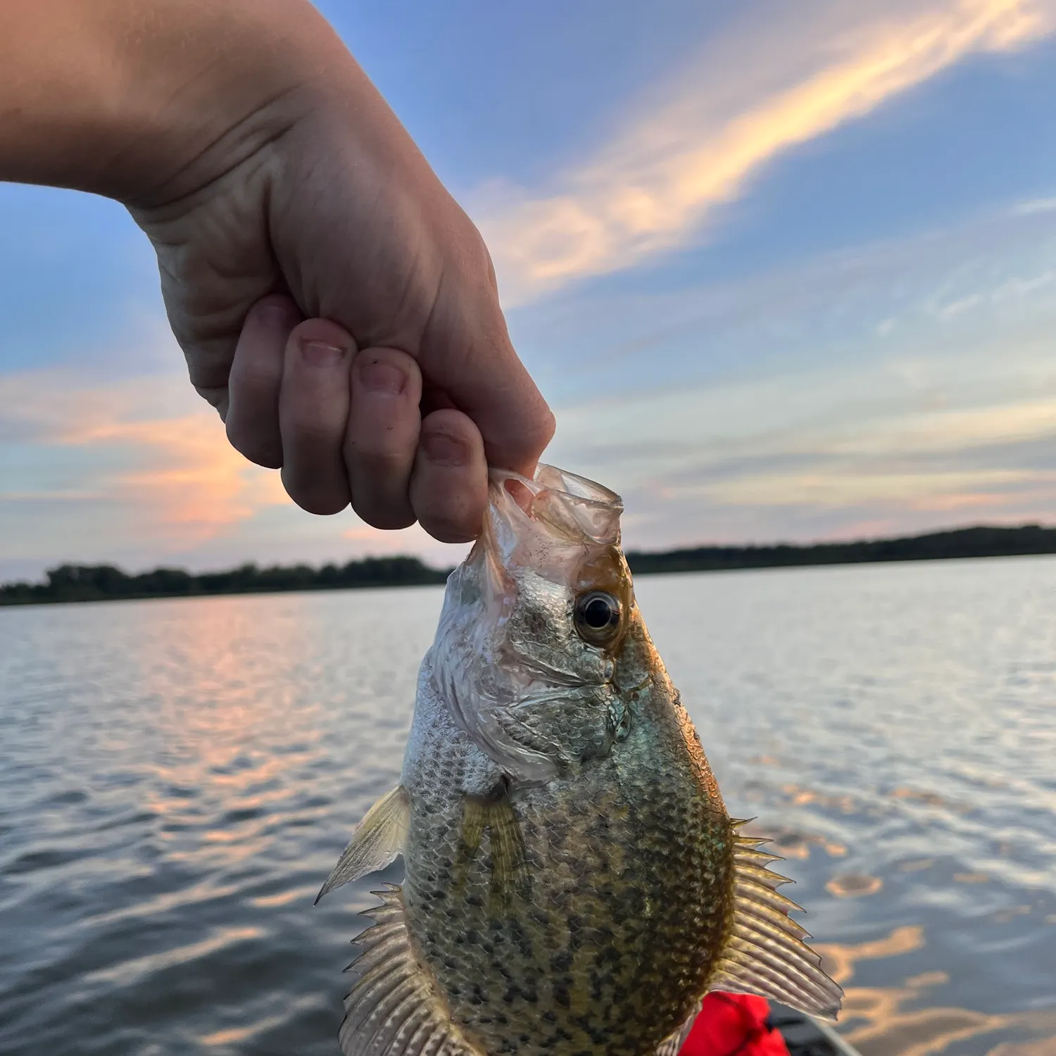 Black crappie caught on Fishbrain