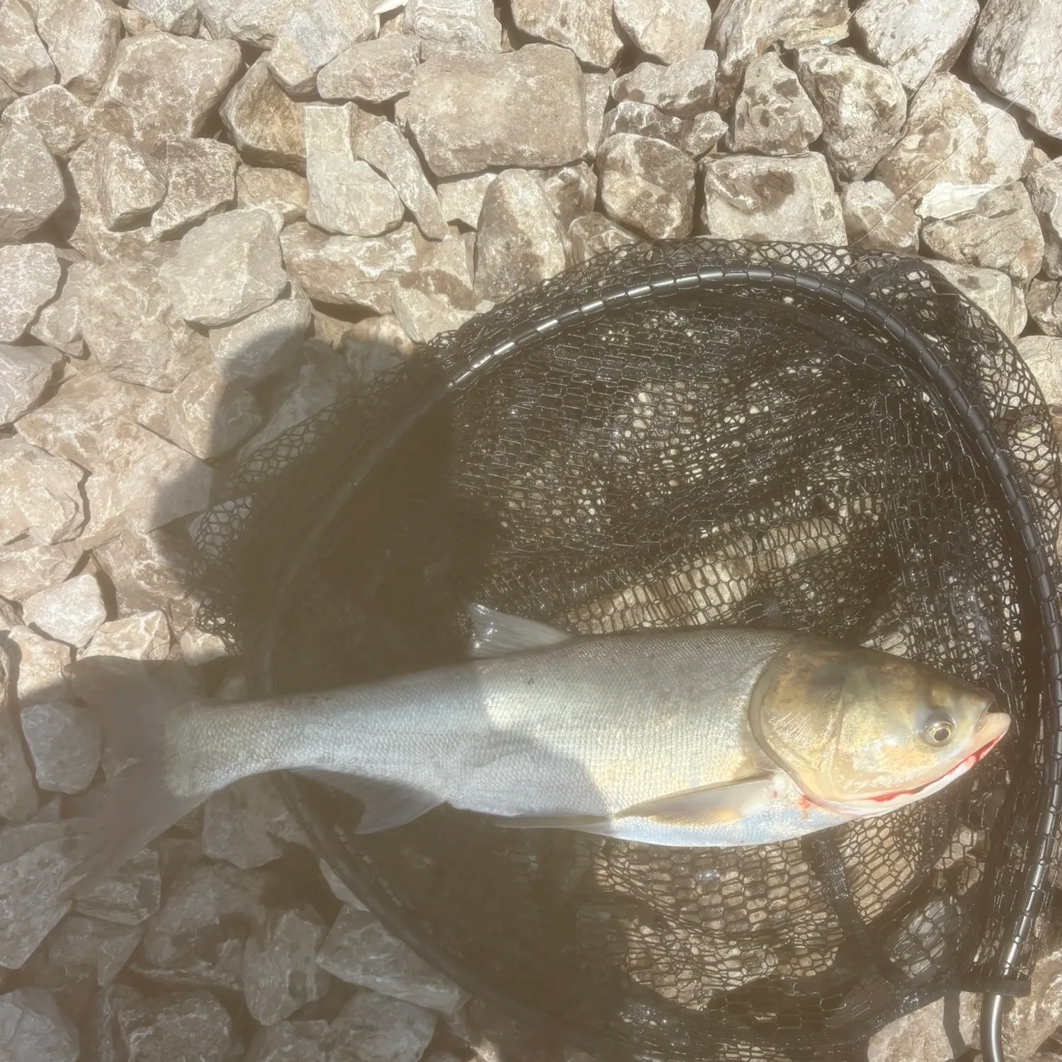 The most recent Silver carp catches on Fishbrain