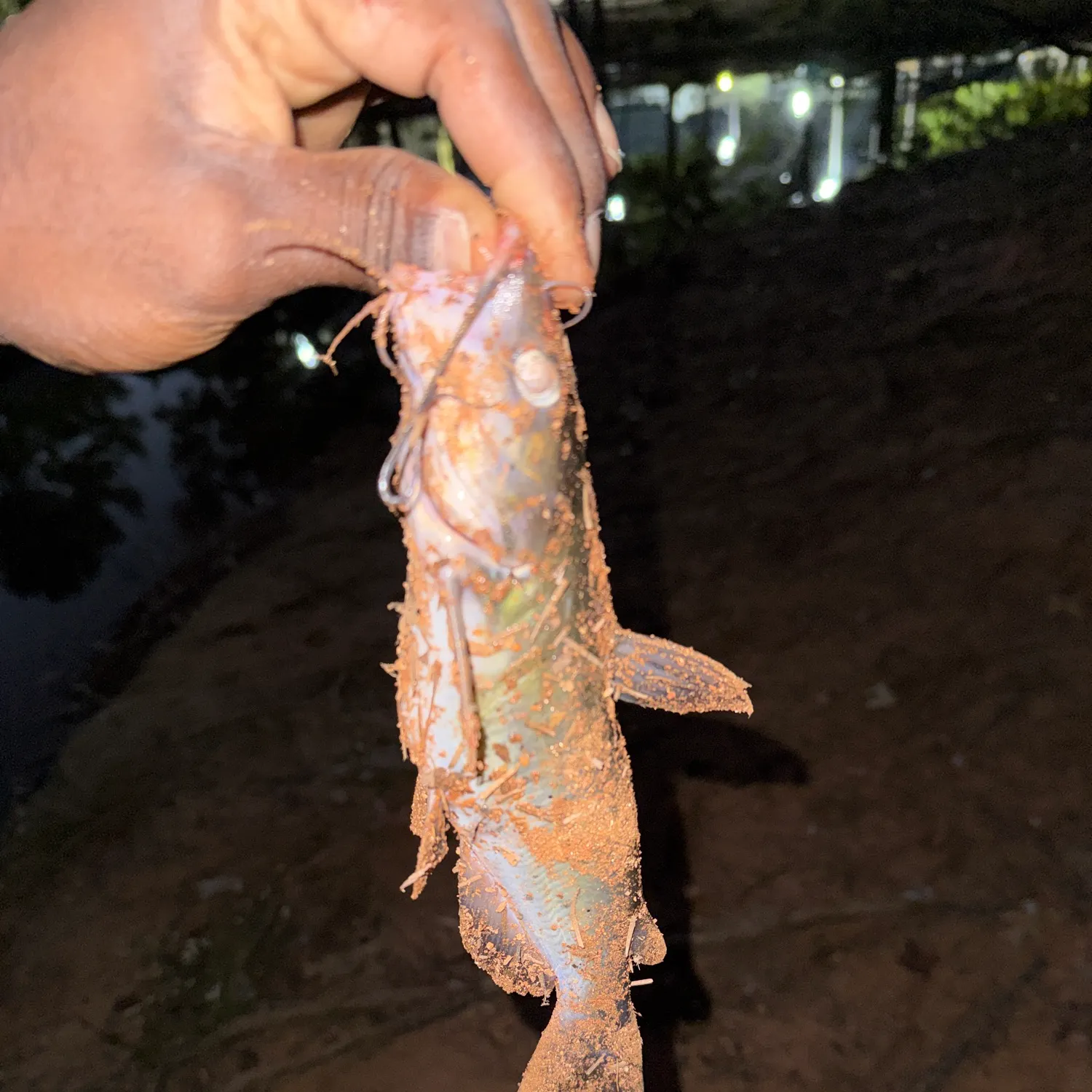 Channel catfish caught on Fishbrain