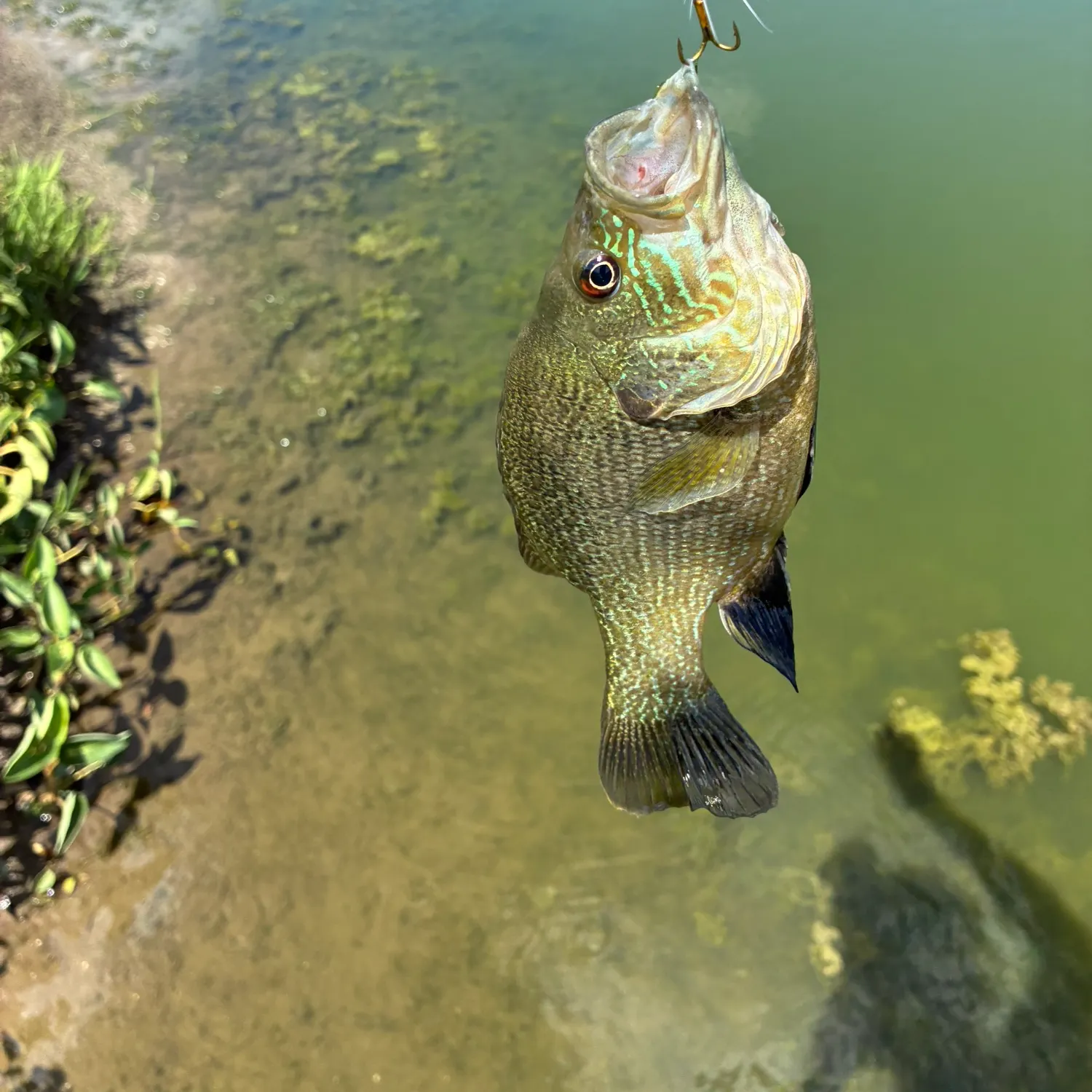 Green sunfish caught on Fishbrain