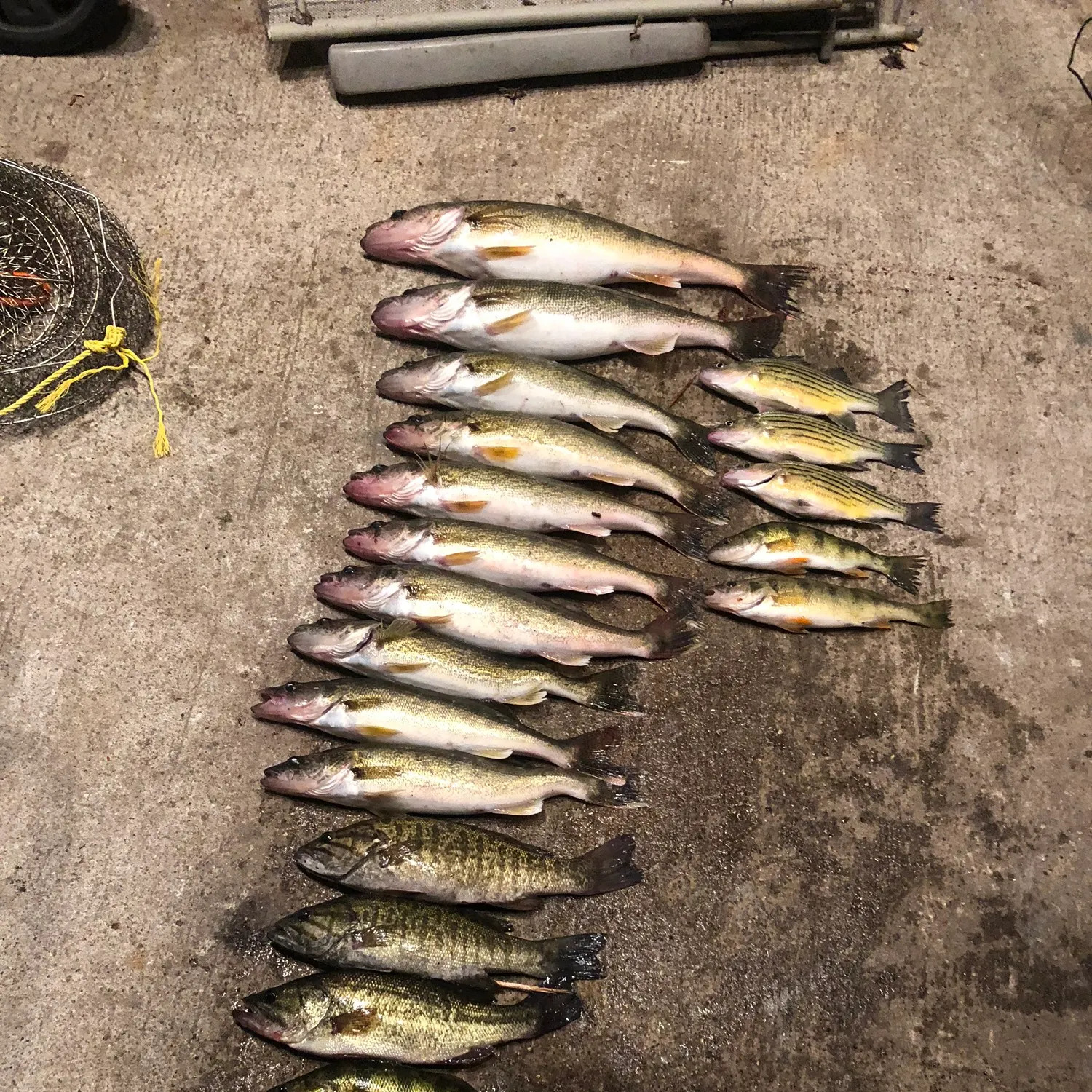 recently logged catches