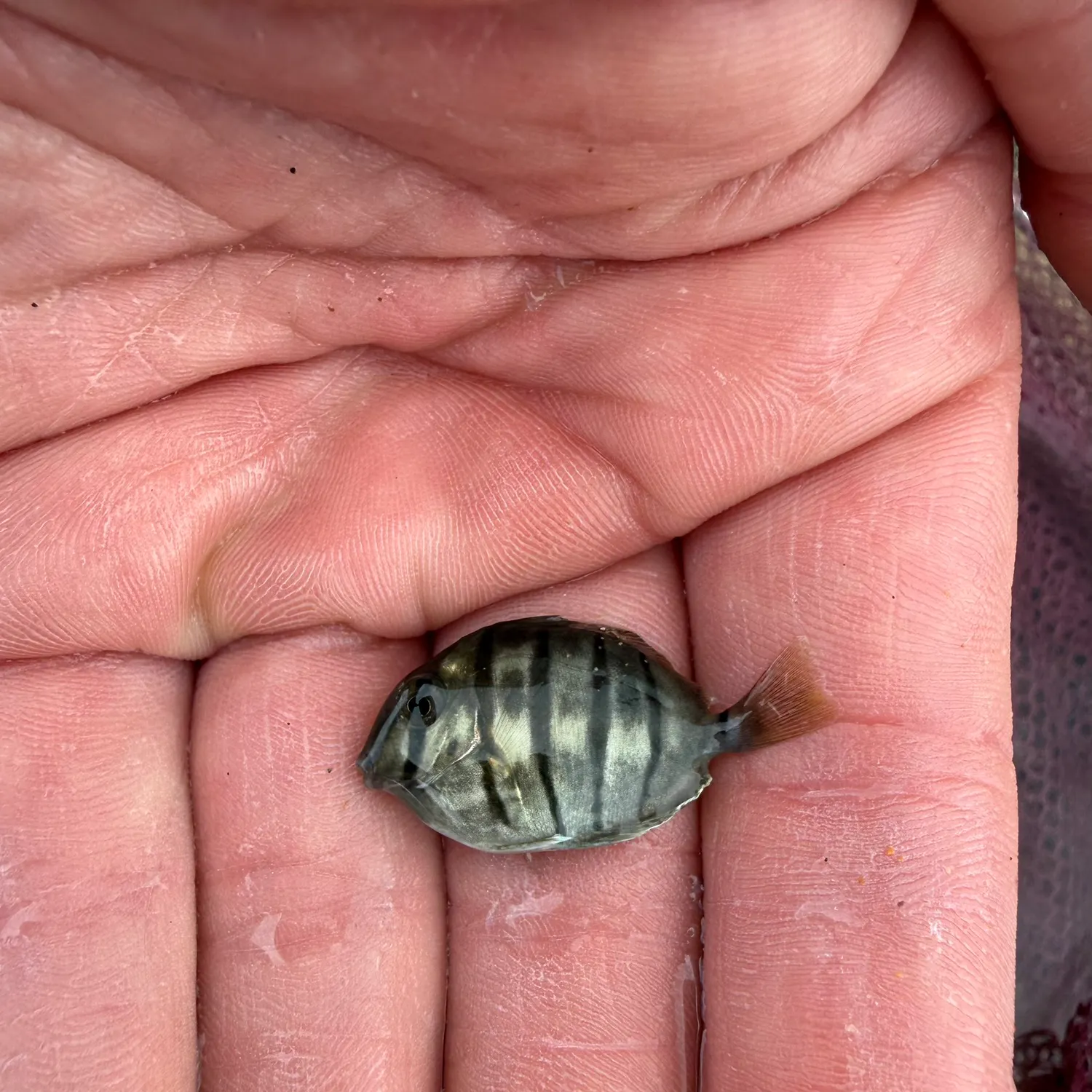 The most recent Convict surgeonfish catches on Fishbrain