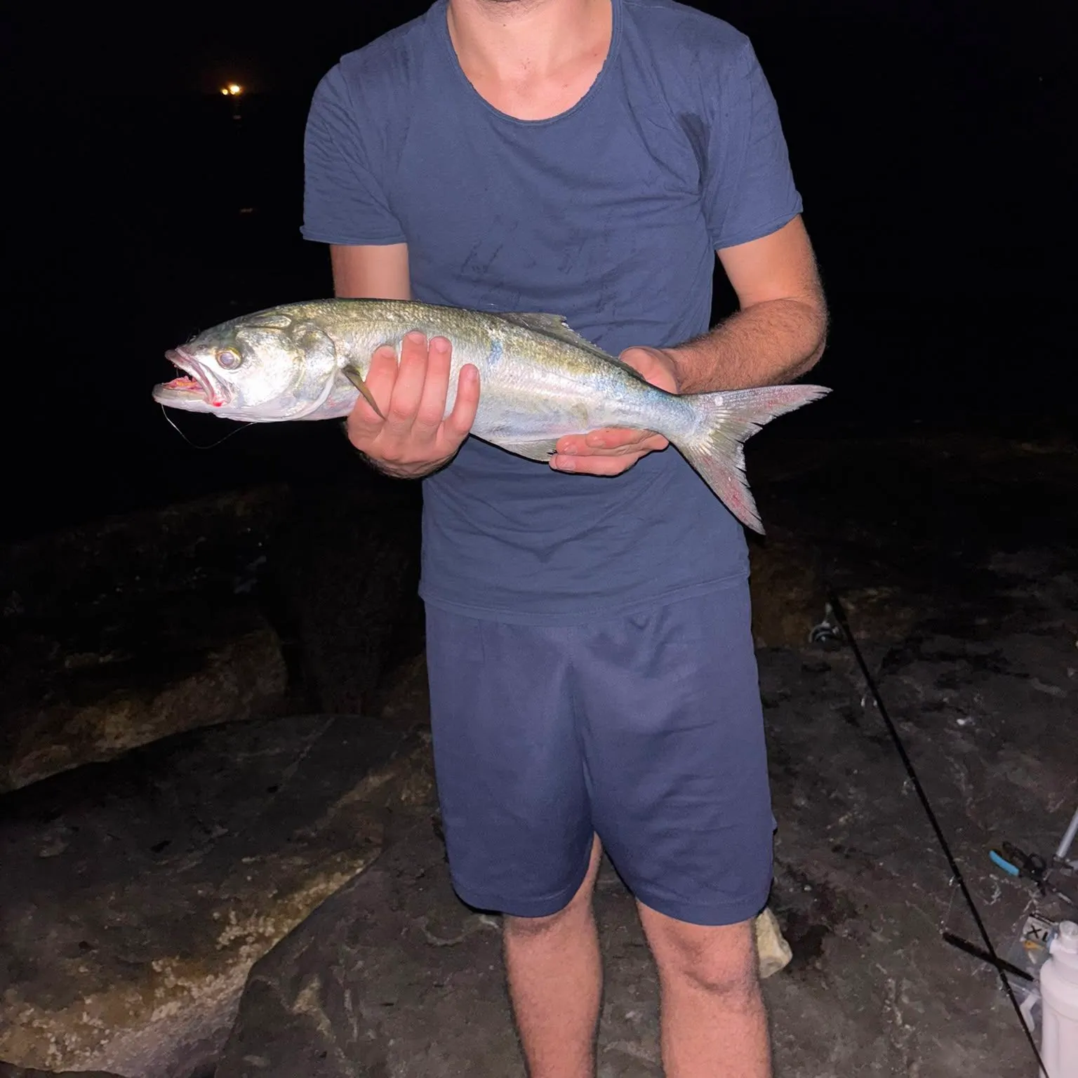 The most recent Bluefish catches on Fishbrain