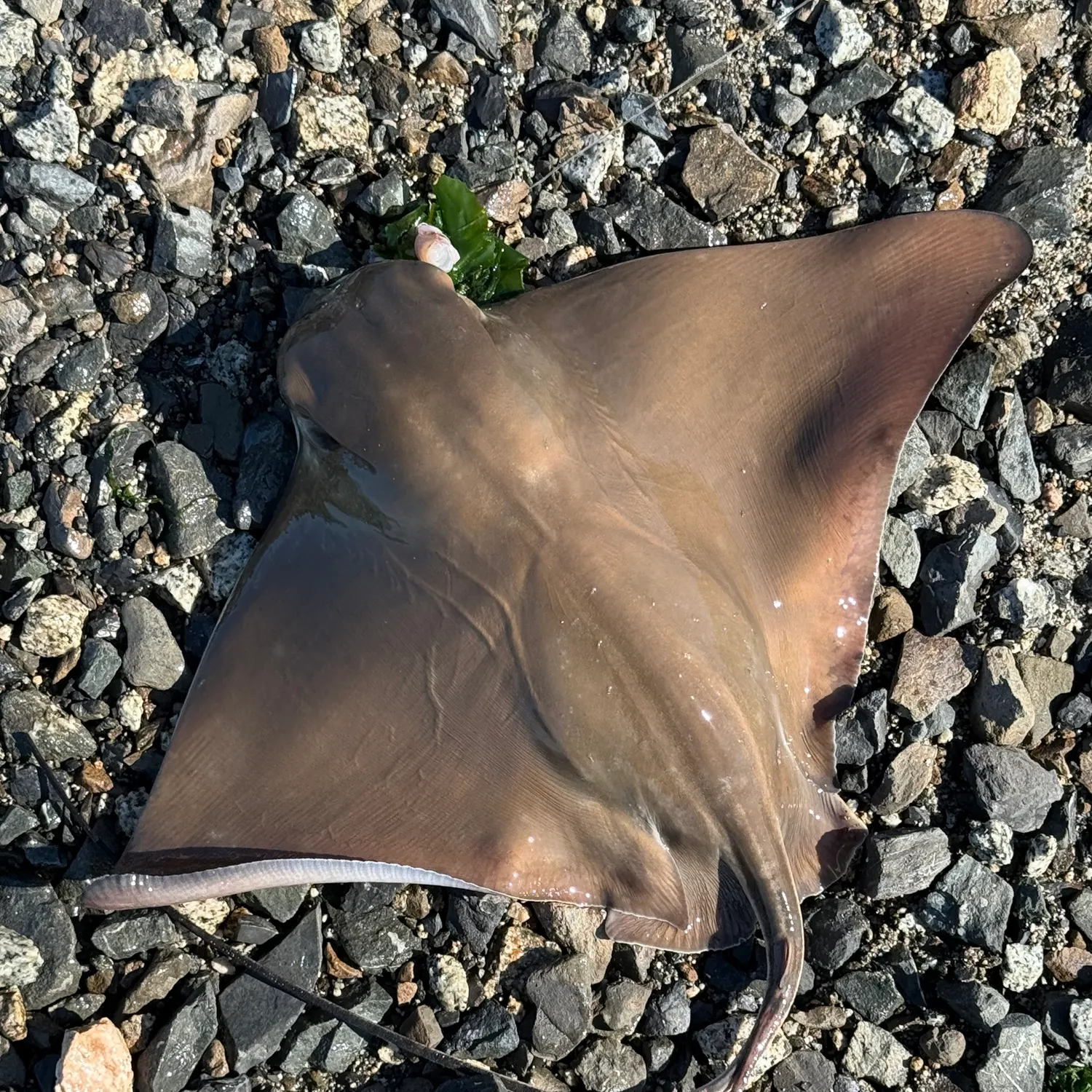 Bat eagle ray caught on Fishbrain