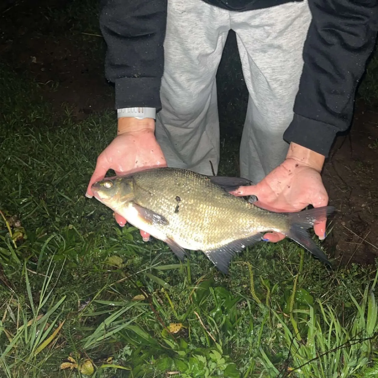 Common bream caught on Fishbrain