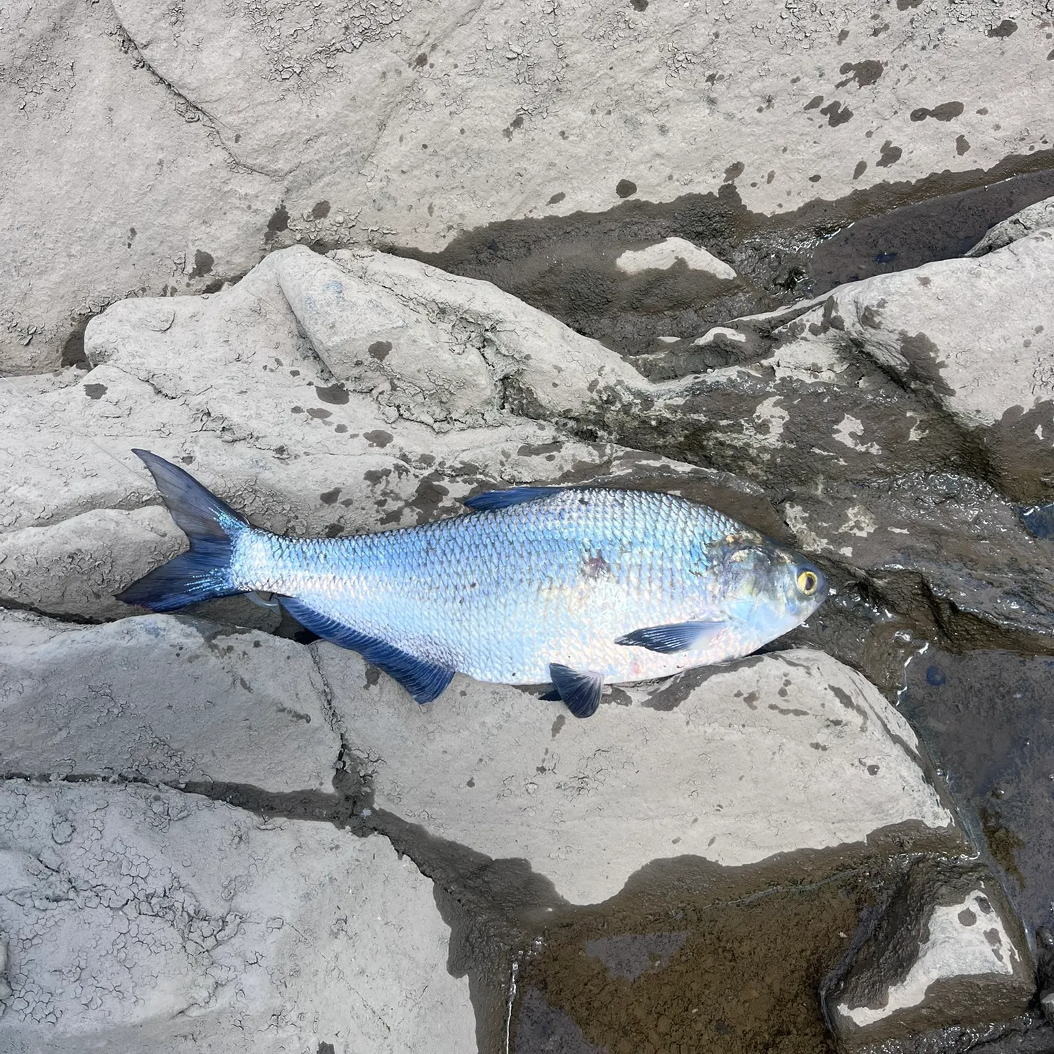 The most recent American gizzard shad catches on Fishbrain