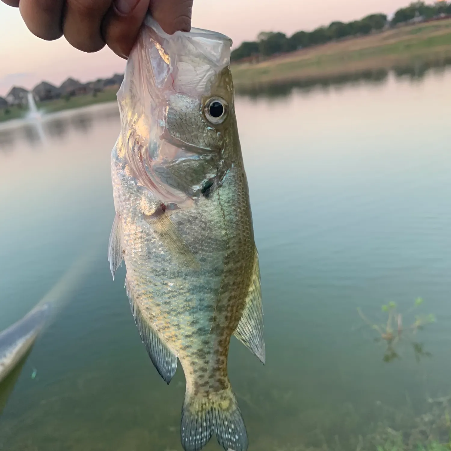 White crappie caught on Fishbrain