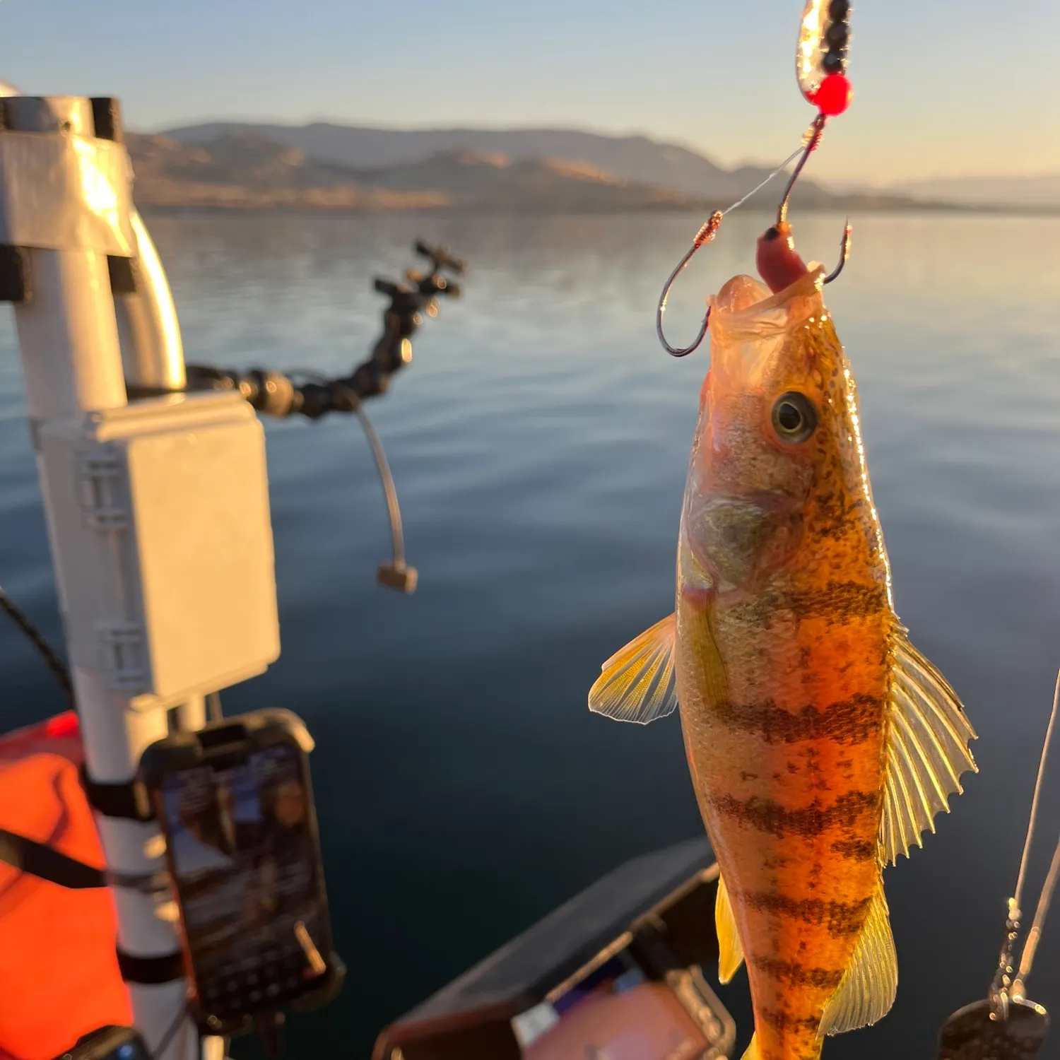 Yellow perch caught on Fishbrain