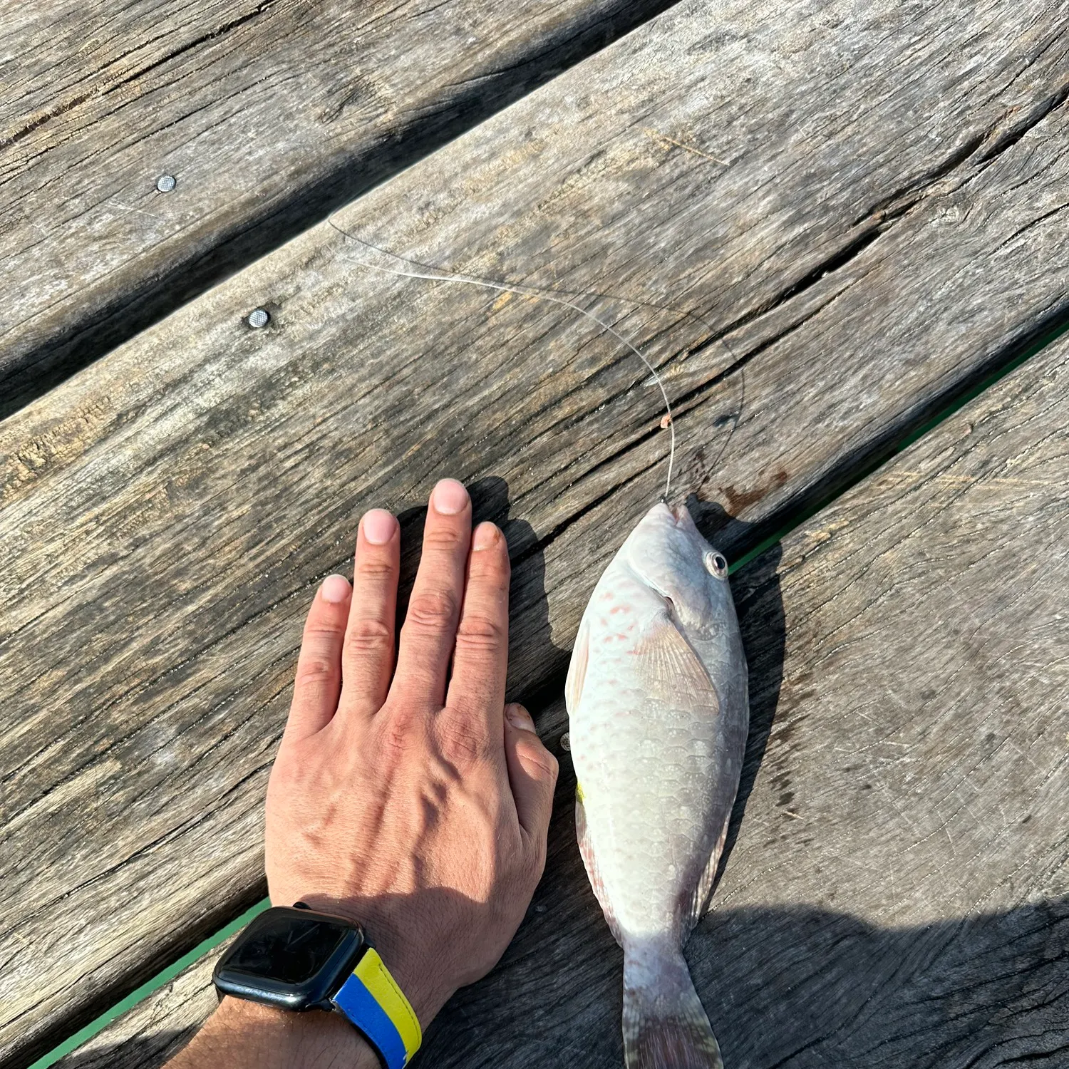 recently logged catches