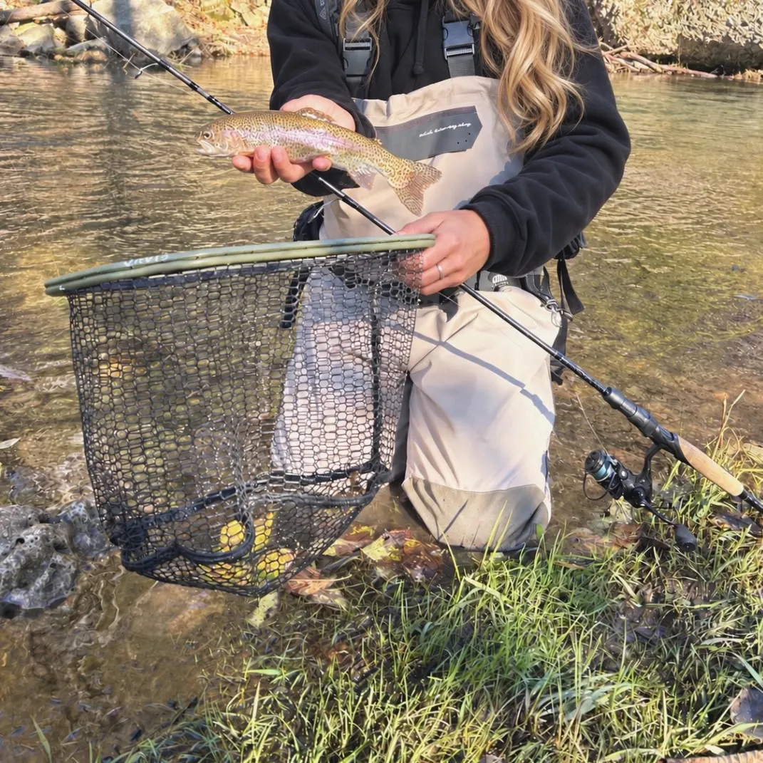 Rainbow trout caught on Fishbrain