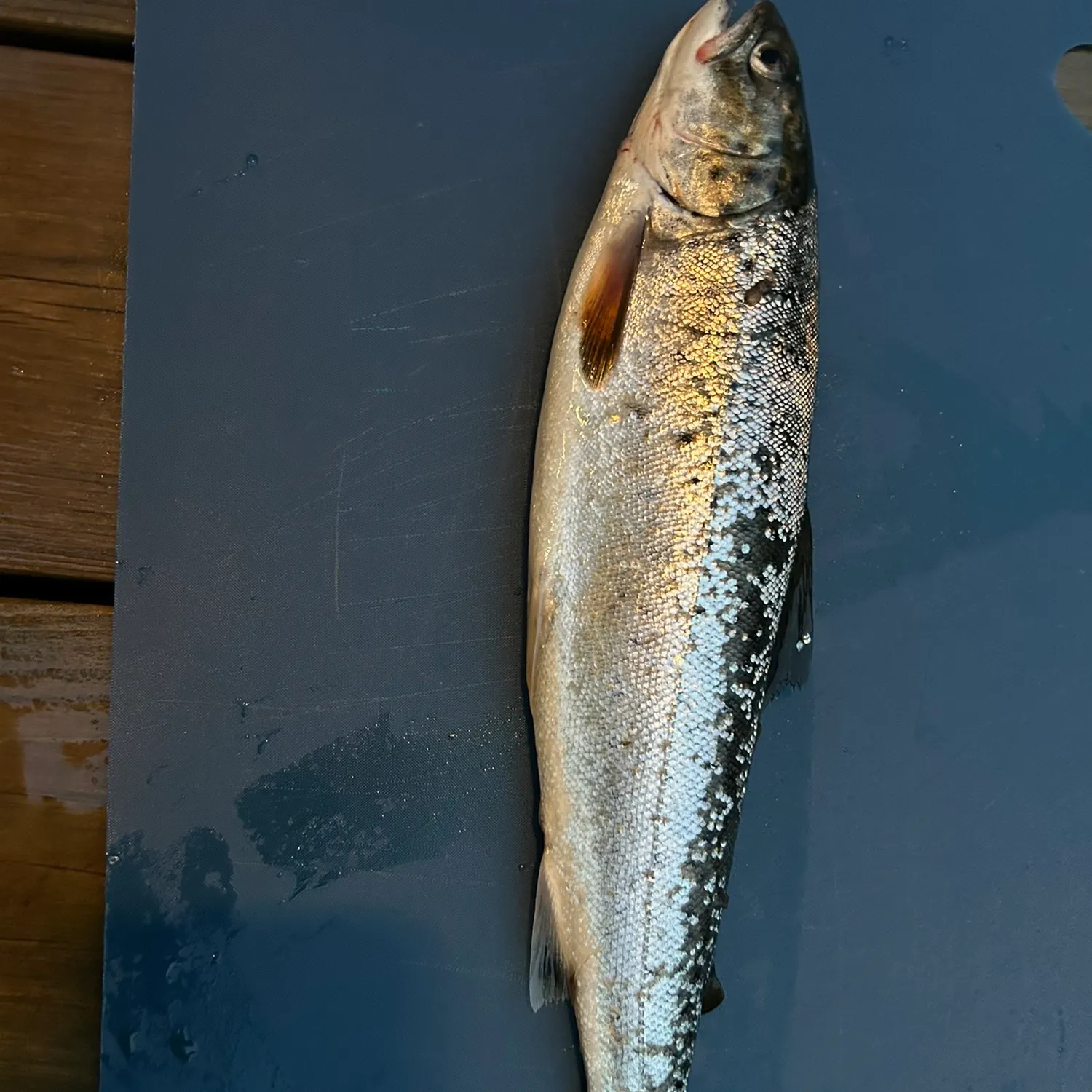 Spotted seatrout caught on Fishbrain
