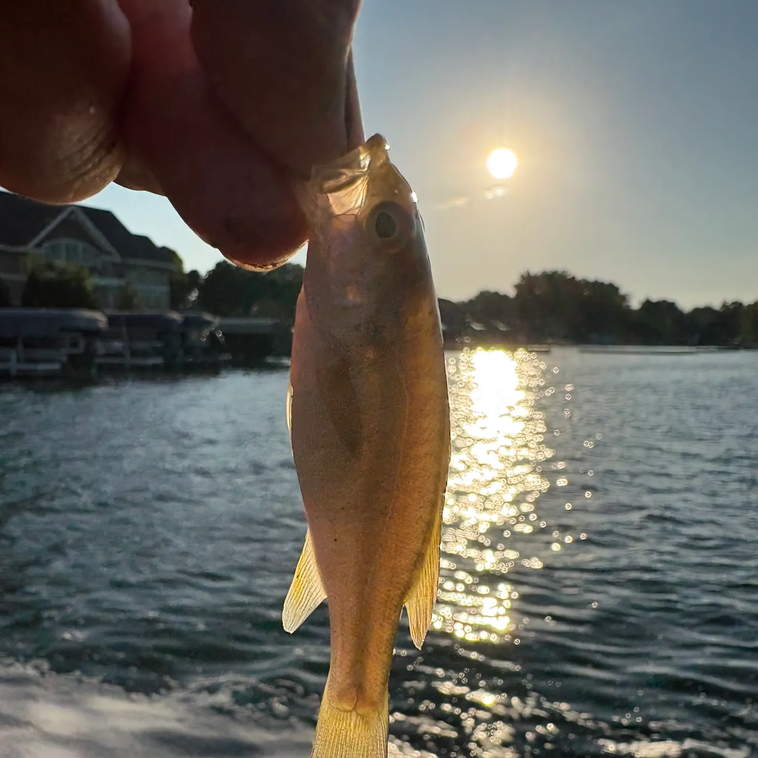 Smallmouth bass caught on Fishbrain