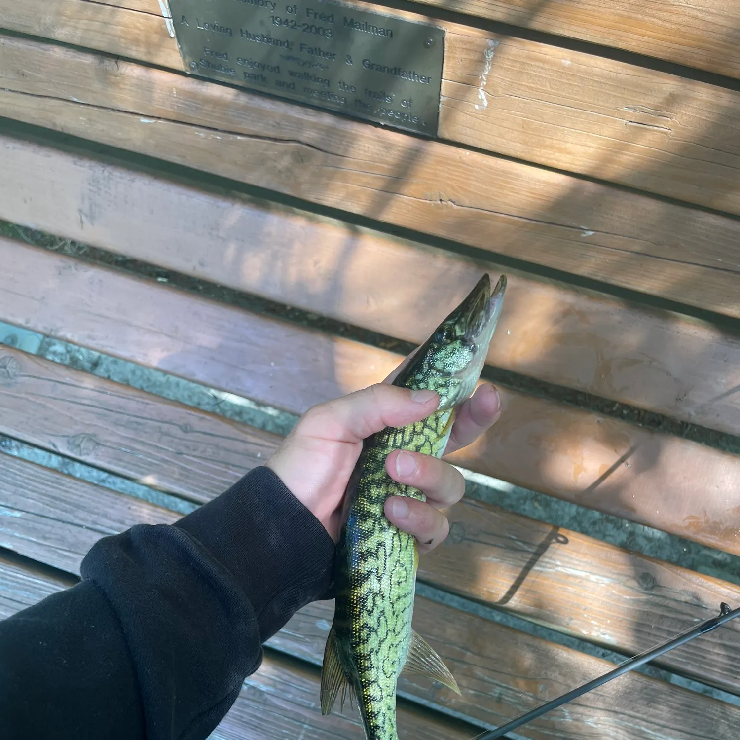 recently logged catches