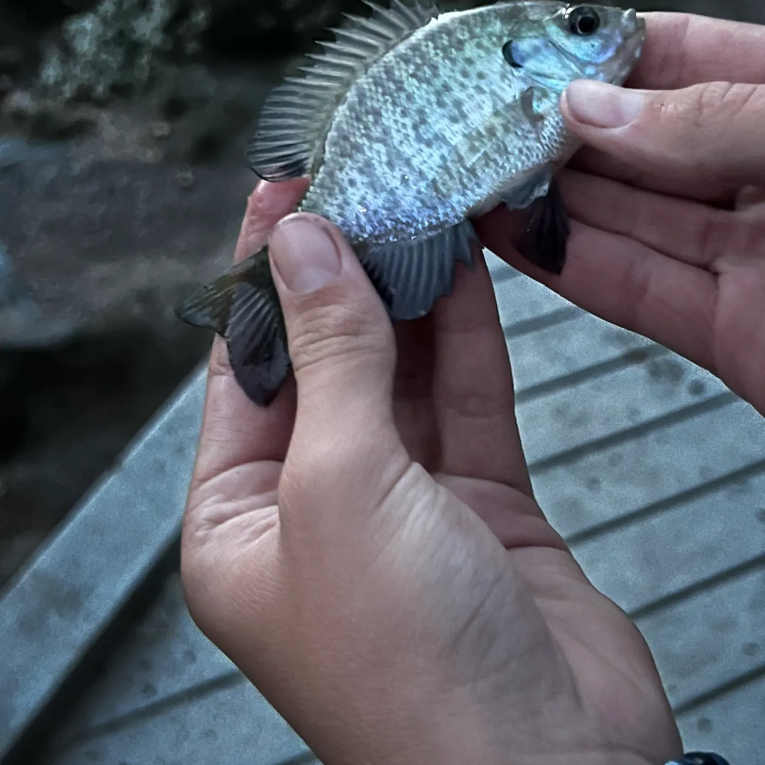 Bluegill caught on Fishbrain