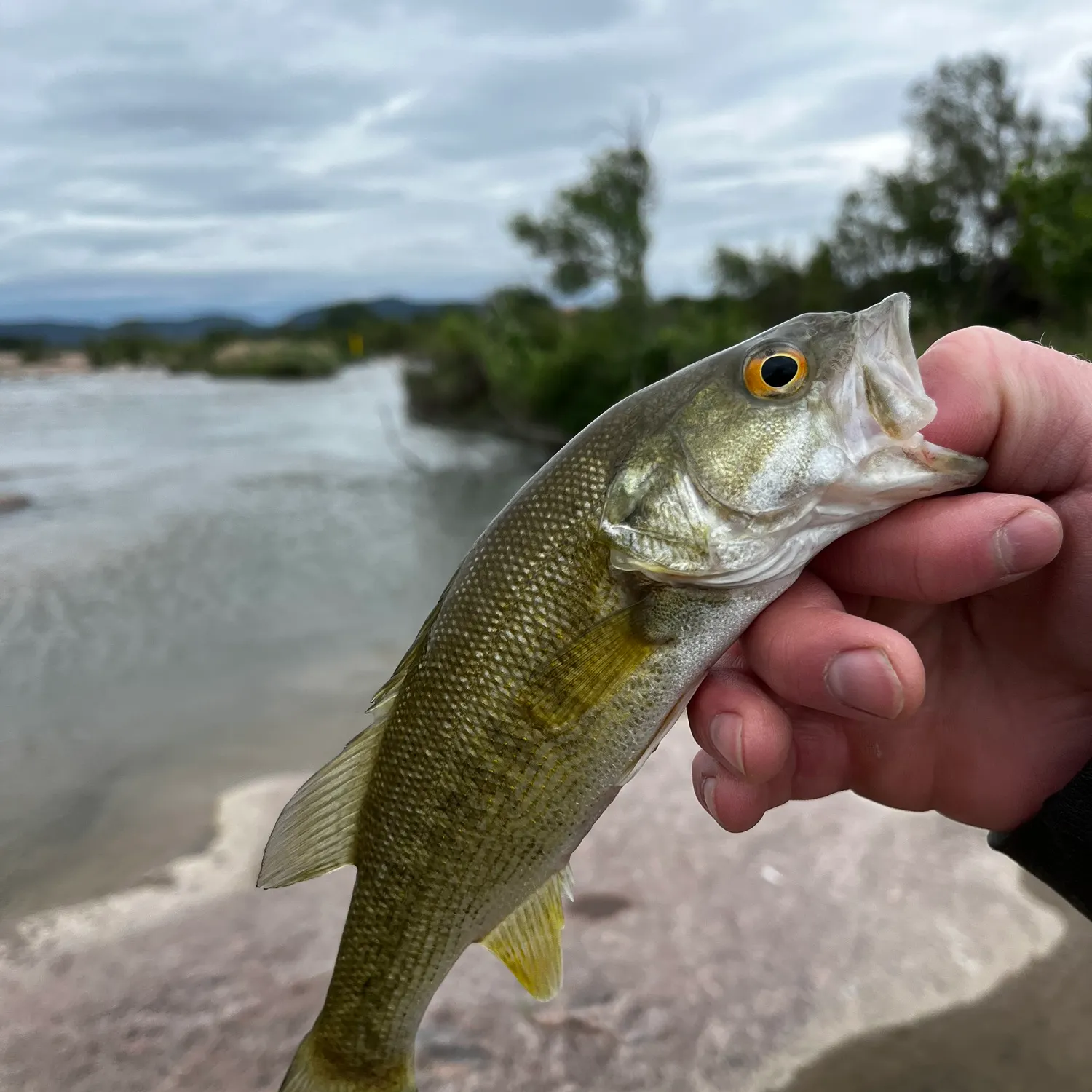 The most recent Guadalupe bass catches on Fishbrain