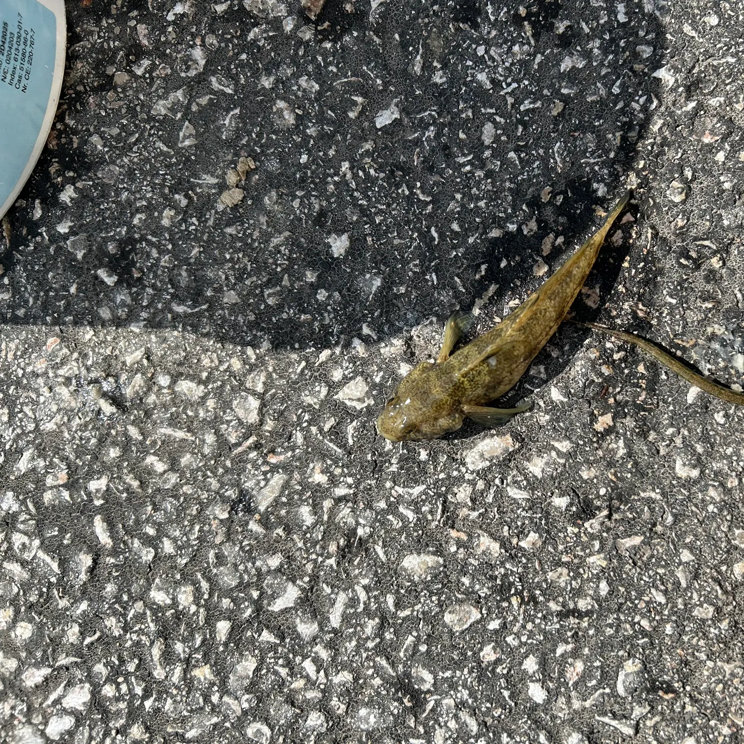 The most recent Round goby catches on Fishbrain