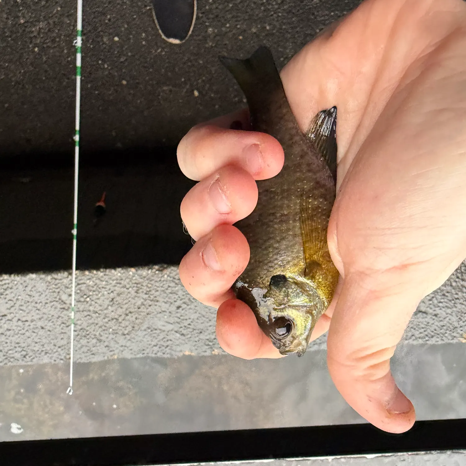 Bluegill caught on Fishbrain