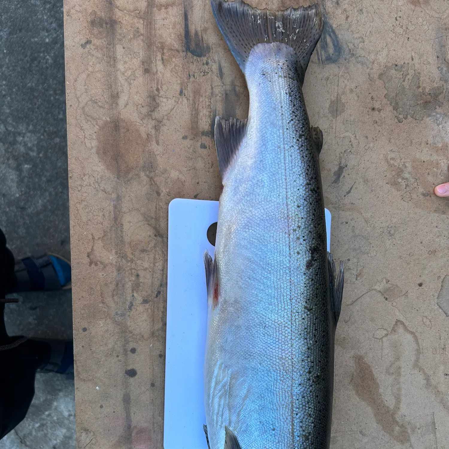 angler catch