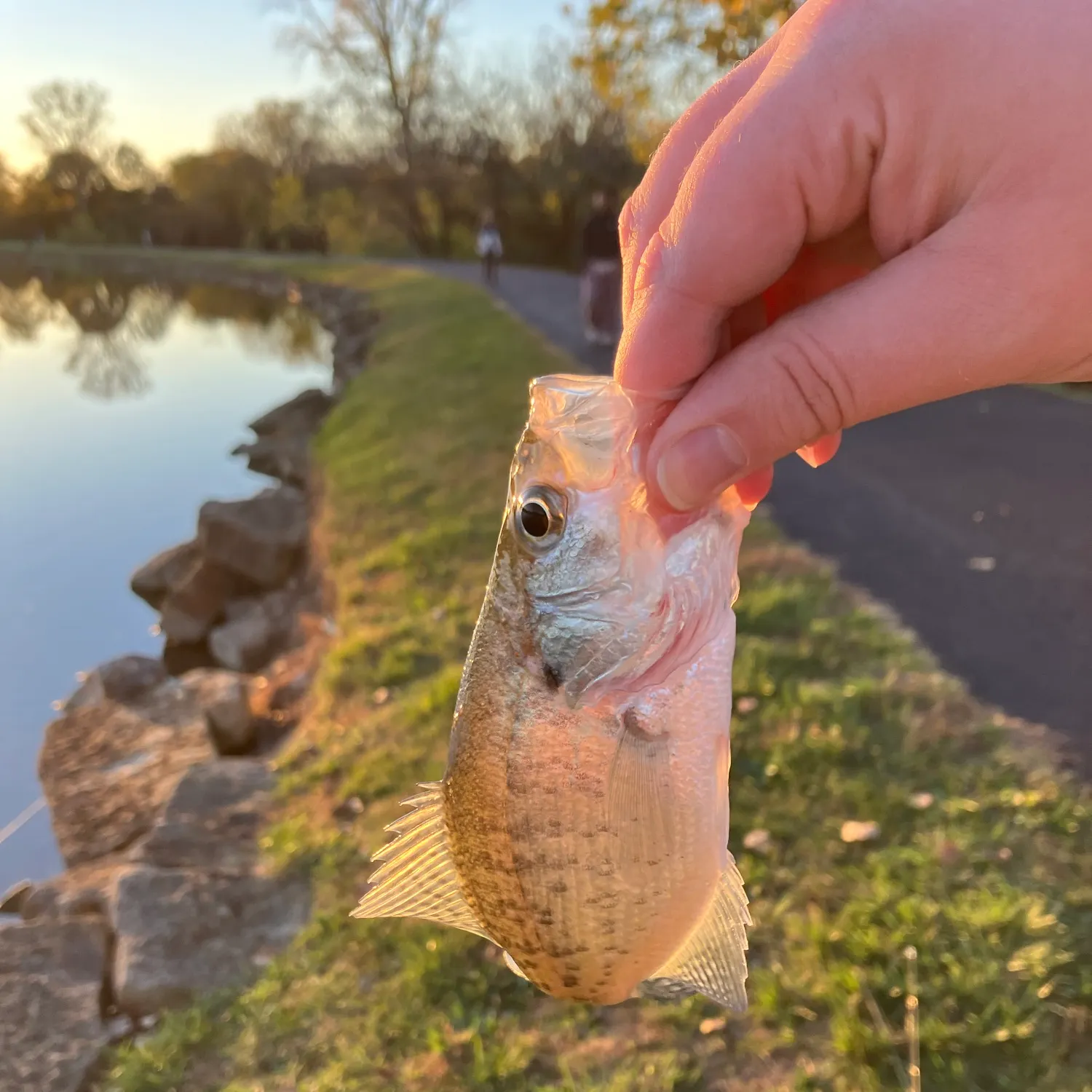 catch