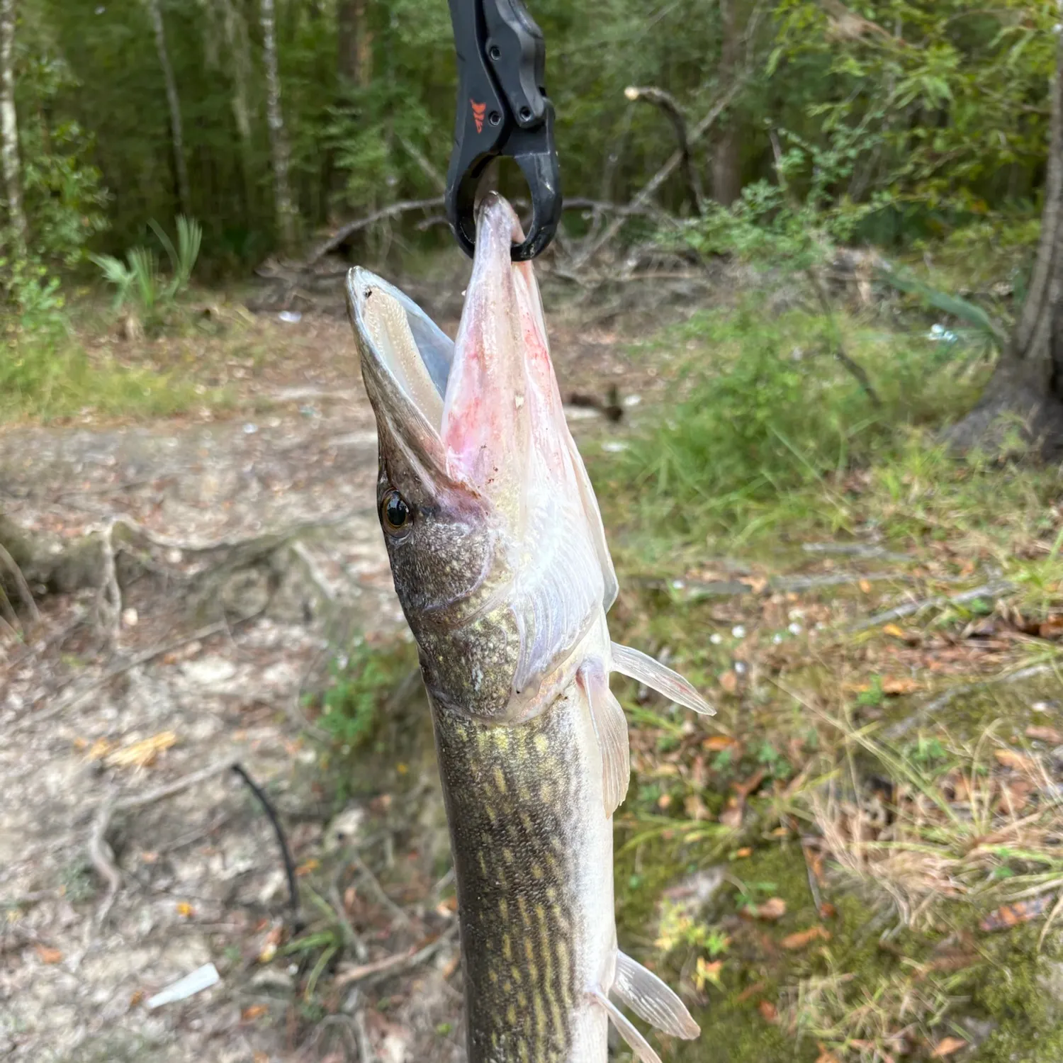 Chain pickerel caught on Fishbrain