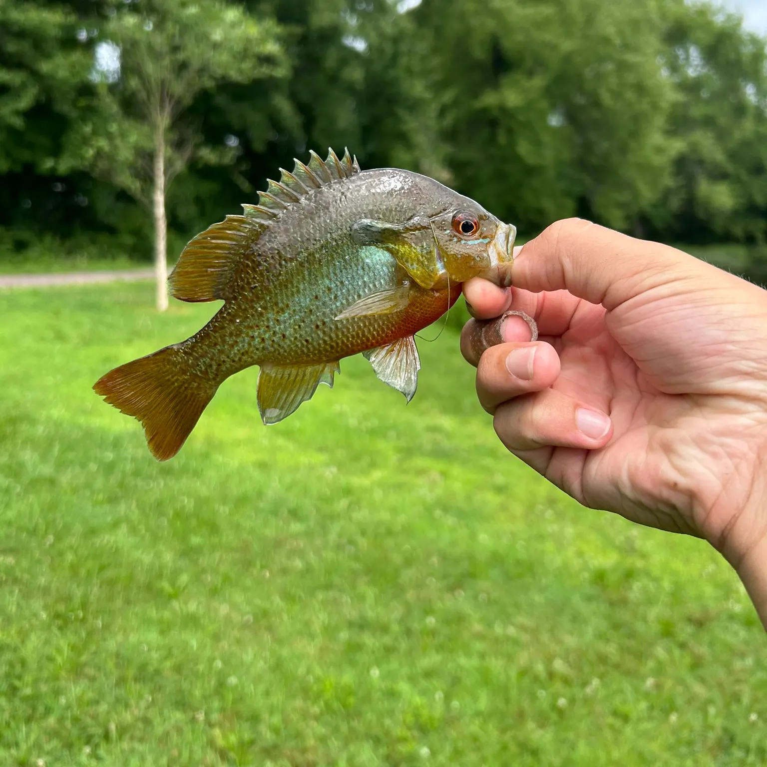 The most recent Redbreast sunfish catches on Fishbrain