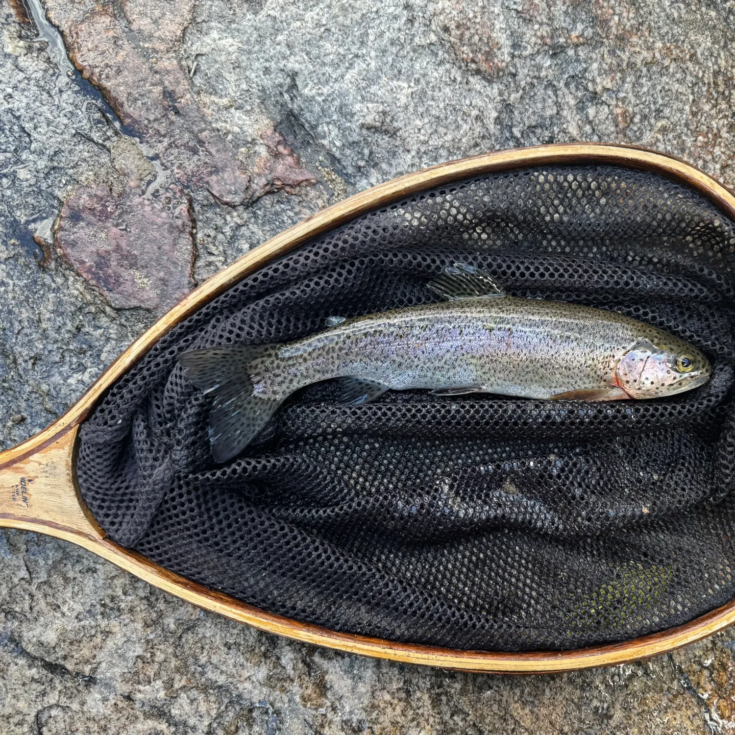 Rainbow trout caught on Fishbrain