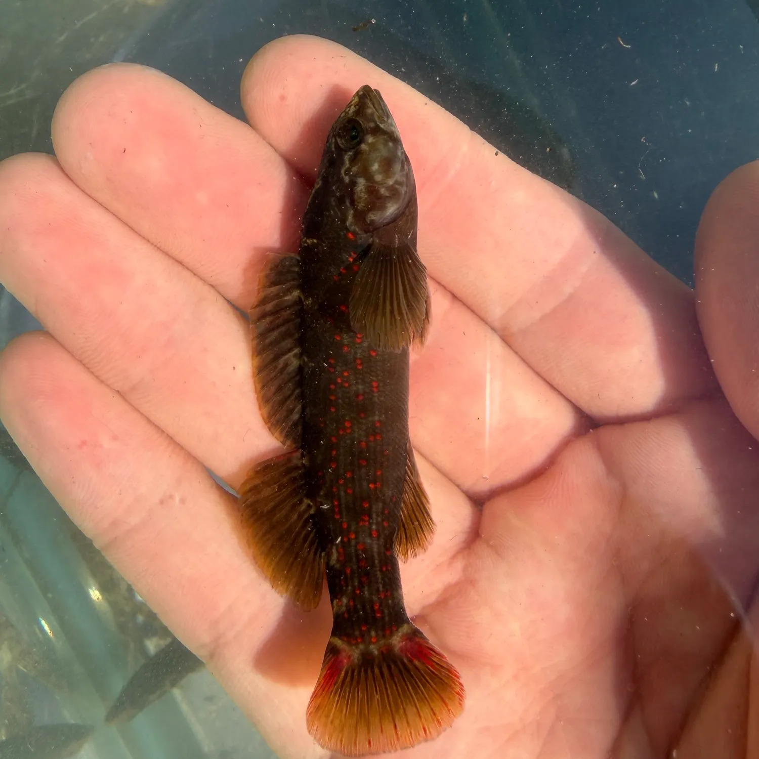 The most recent Smallscale yellowfish catches on Fishbrain