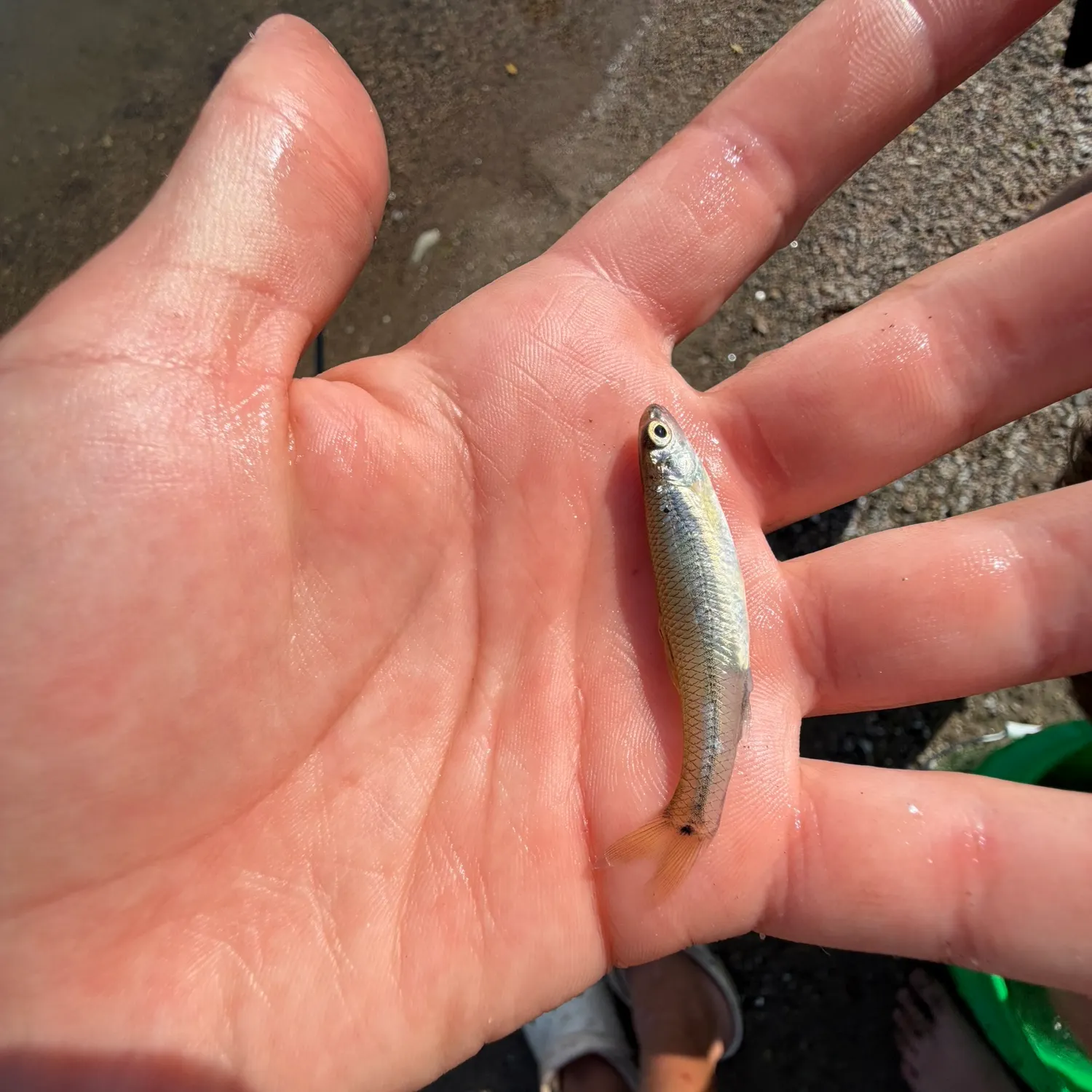 The most recent Blacknose shiner catches on Fishbrain