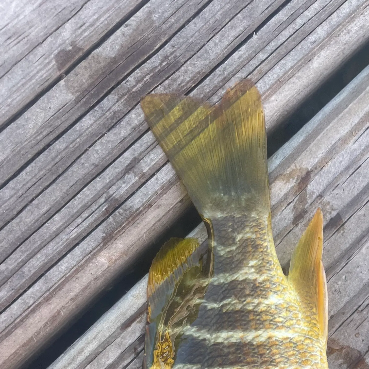 The most recent Schoolmaster snapper catches on Fishbrain