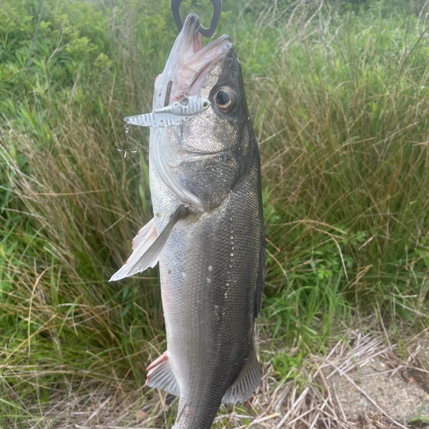 The most recent Japanese seabass catches on Fishbrain