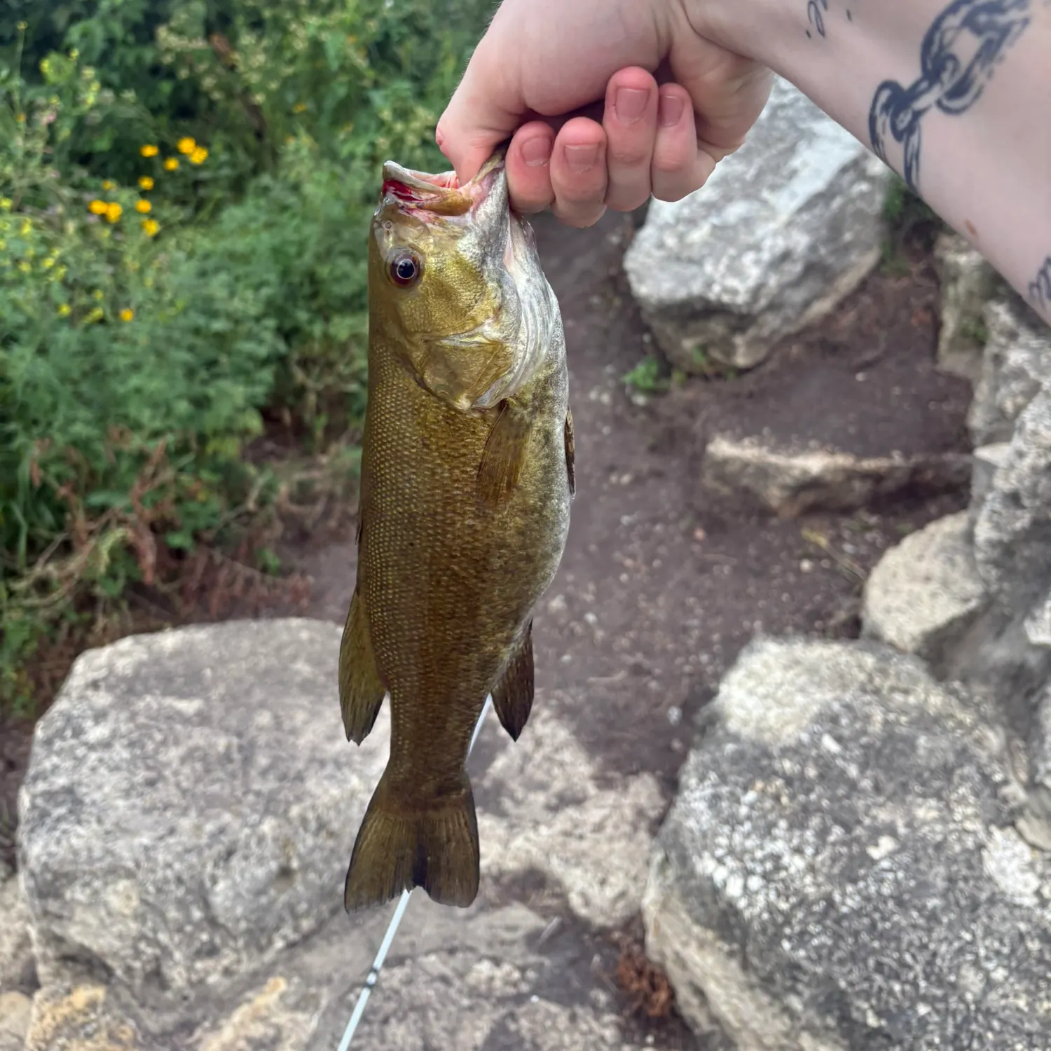 recently logged catches