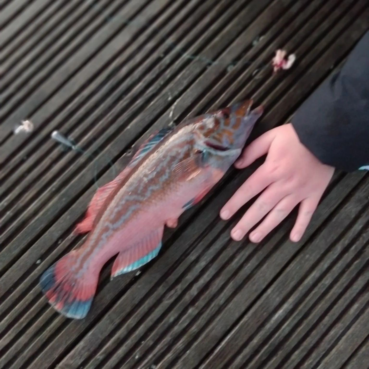 The most recent Cuckoo wrasse catches on Fishbrain