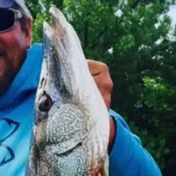 Fish caught on Fishbrain