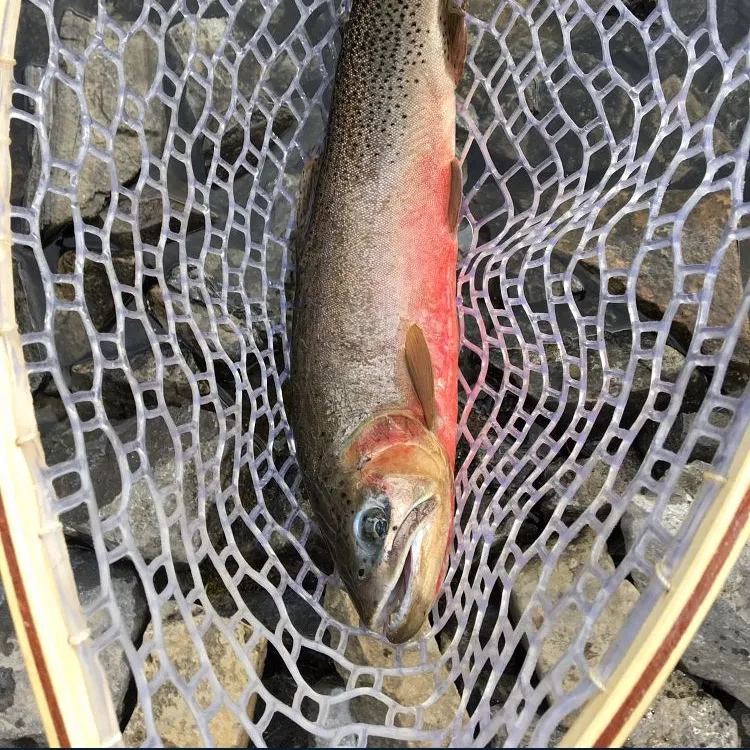 The most recent Westlope cutthroat trout catches on Fishbrain