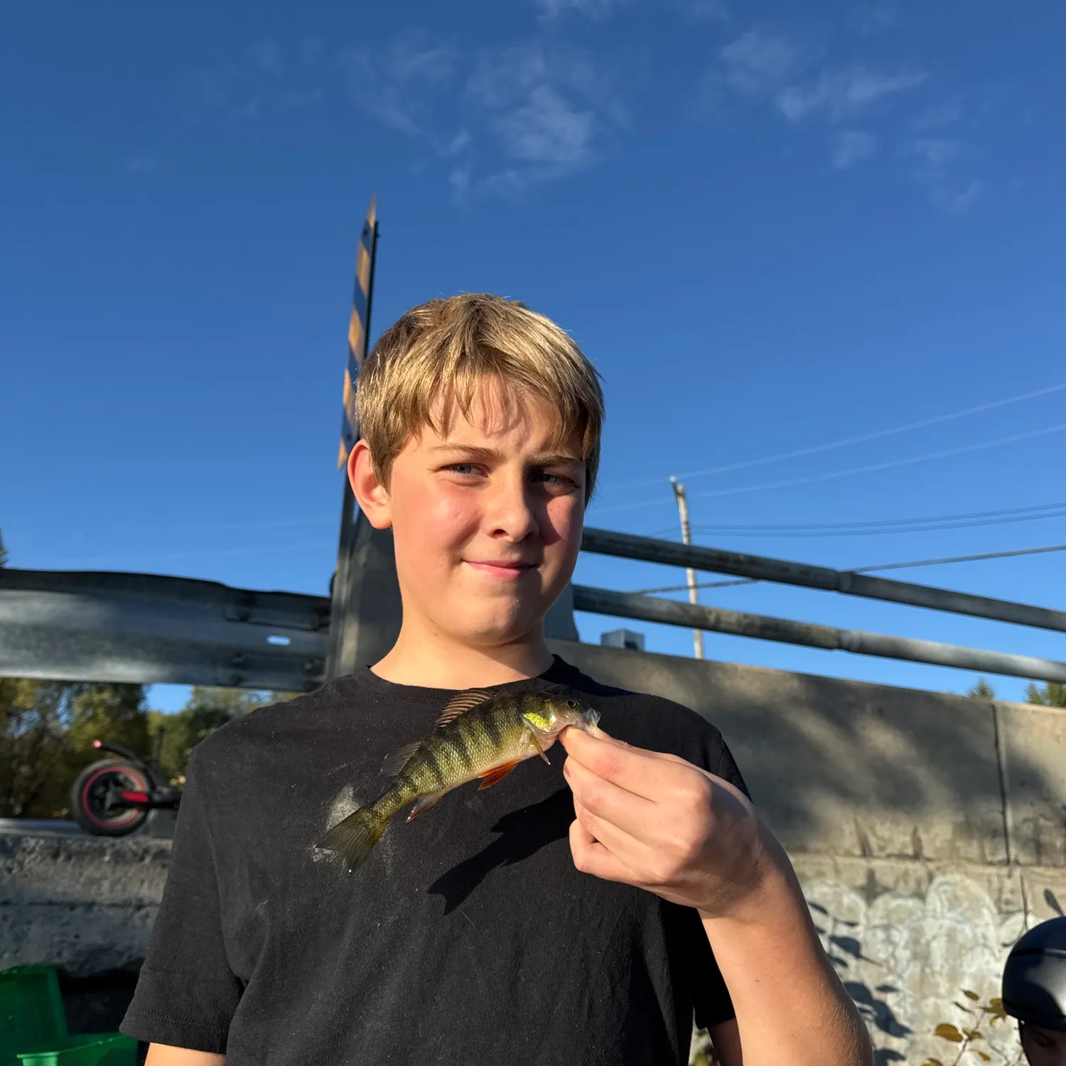 Yellow perch caught on Fishbrain