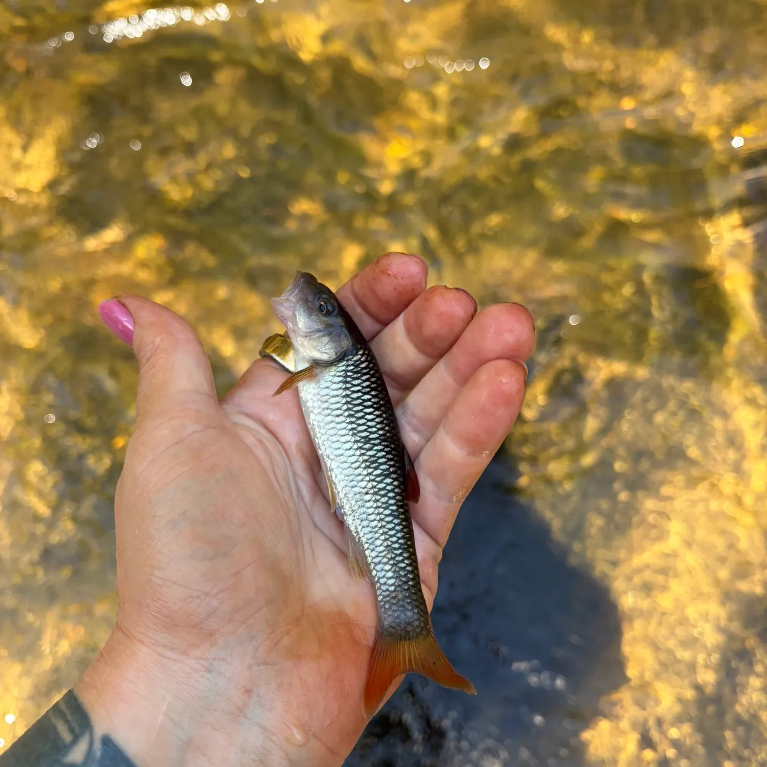 Whitetail shiner caught on Fishbrain