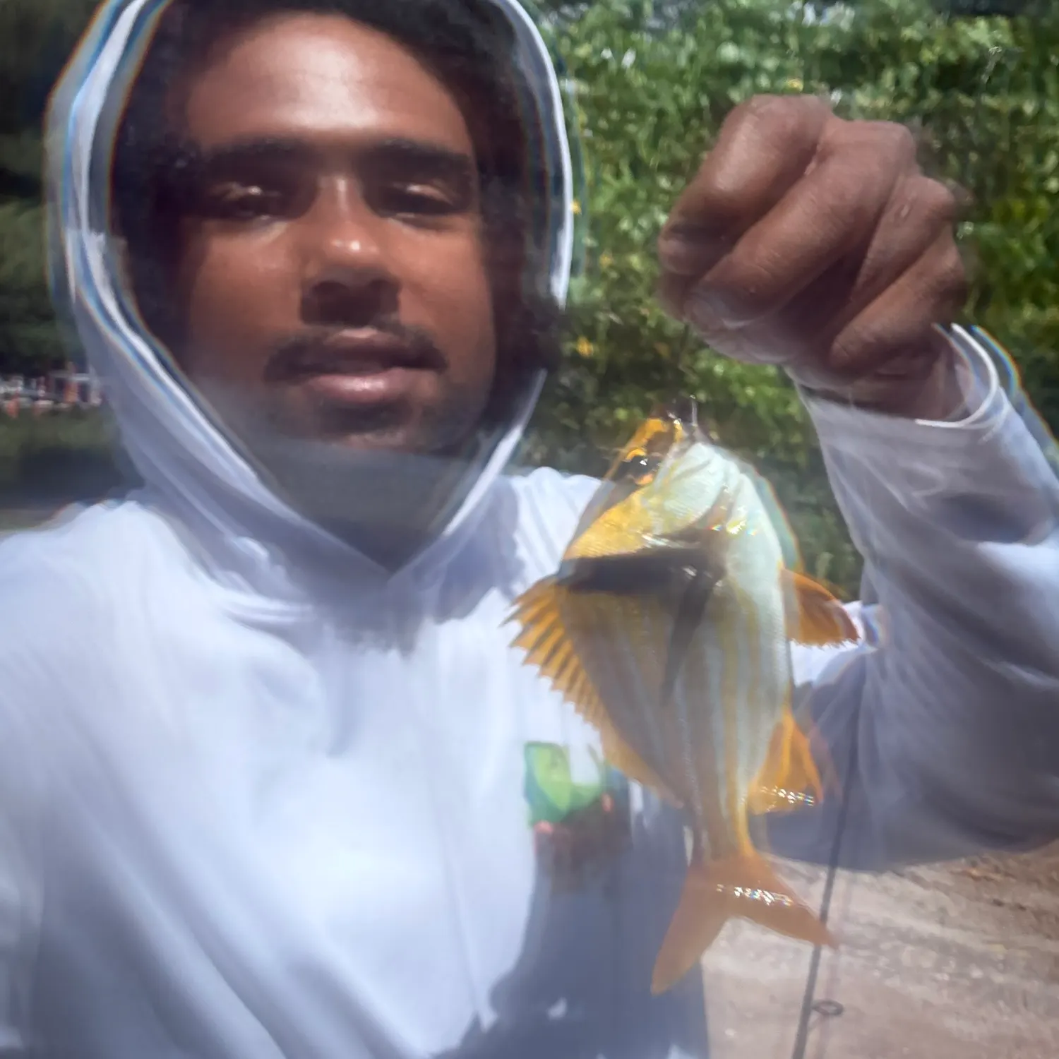 Atlantic porkfish caught on Fishbrain