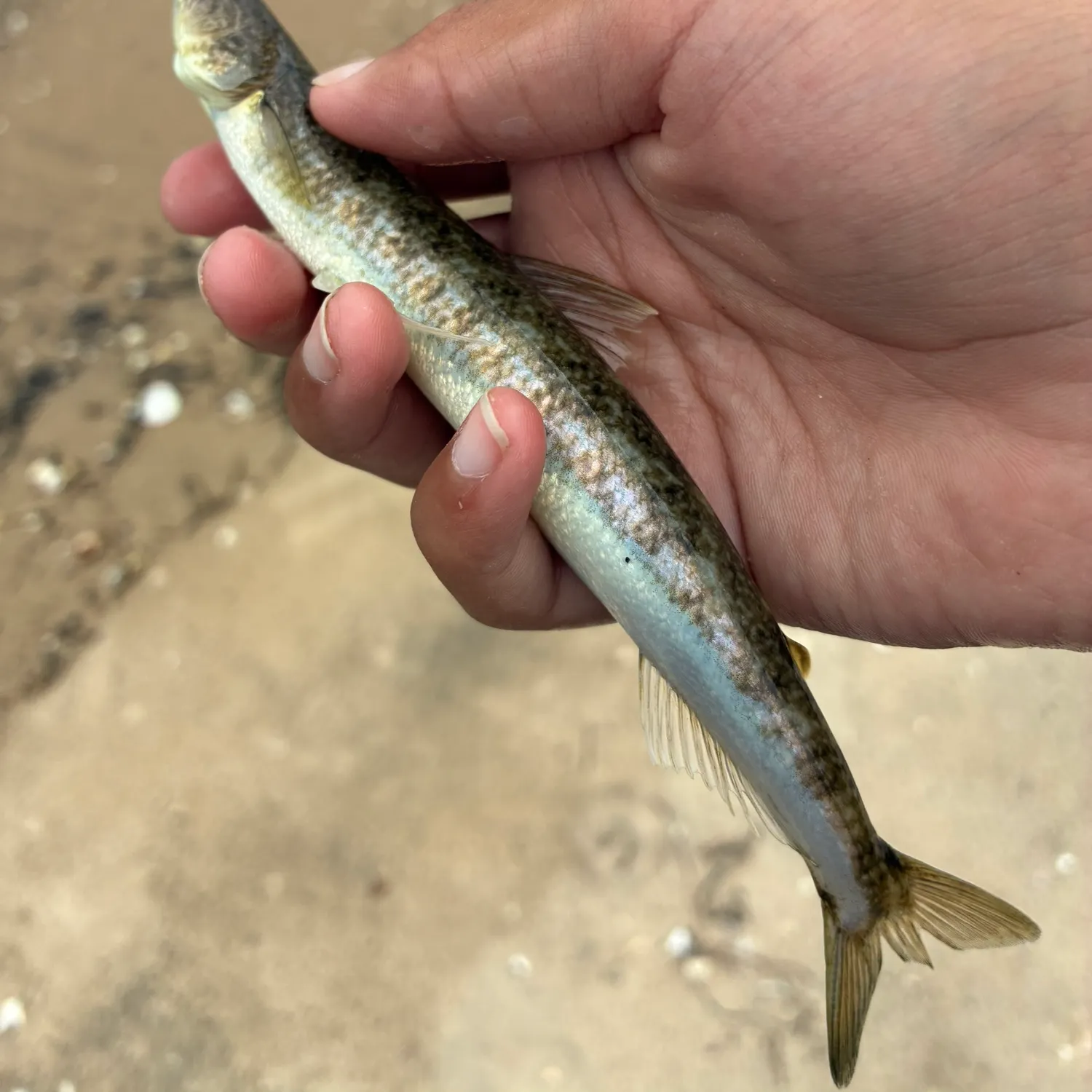 Inshore lizardfish caught on Fishbrain