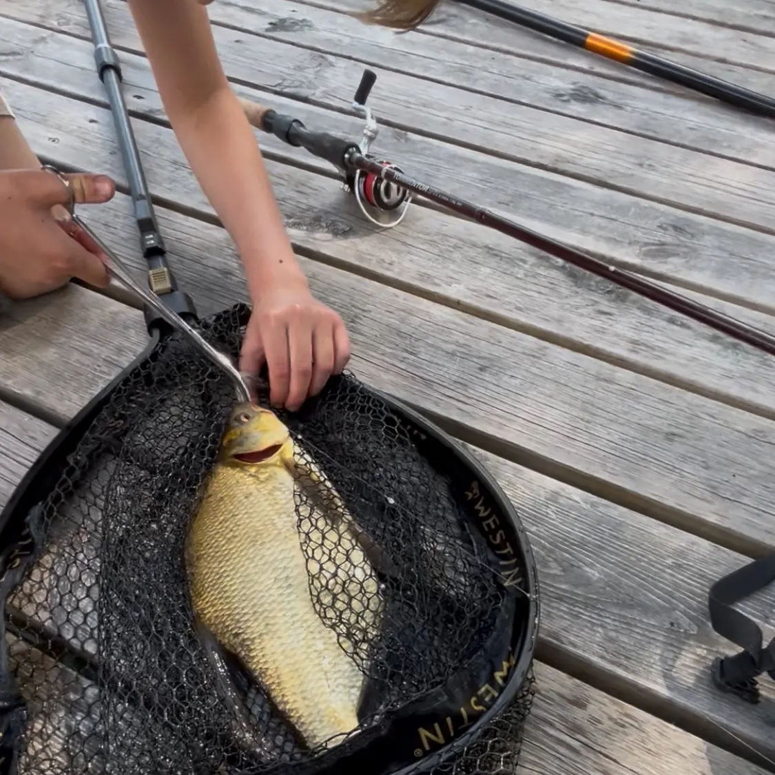 The most recent Common bream catches on Fishbrain